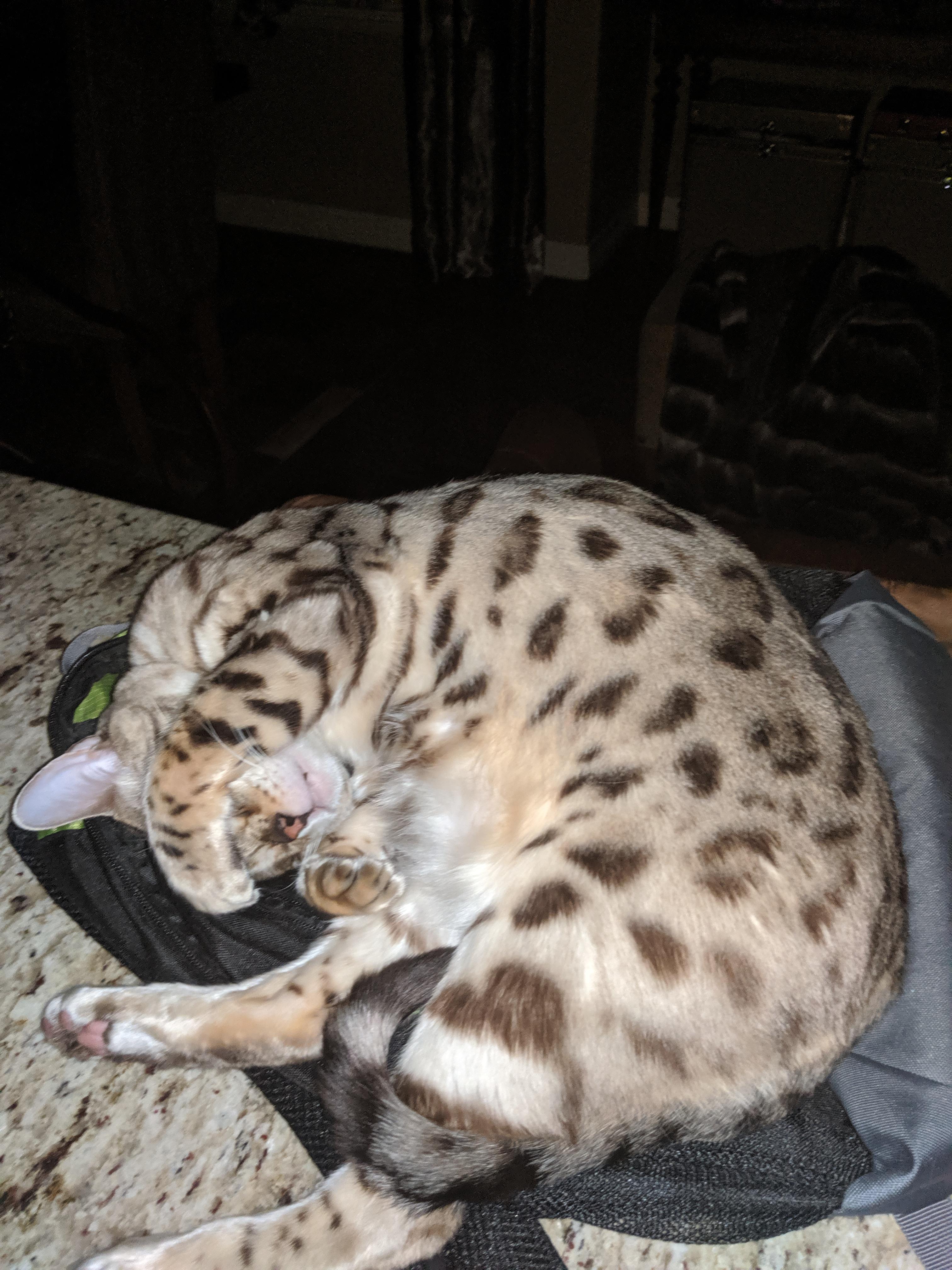 Anyone know why my cat sleeps with his paw over his face like this? It