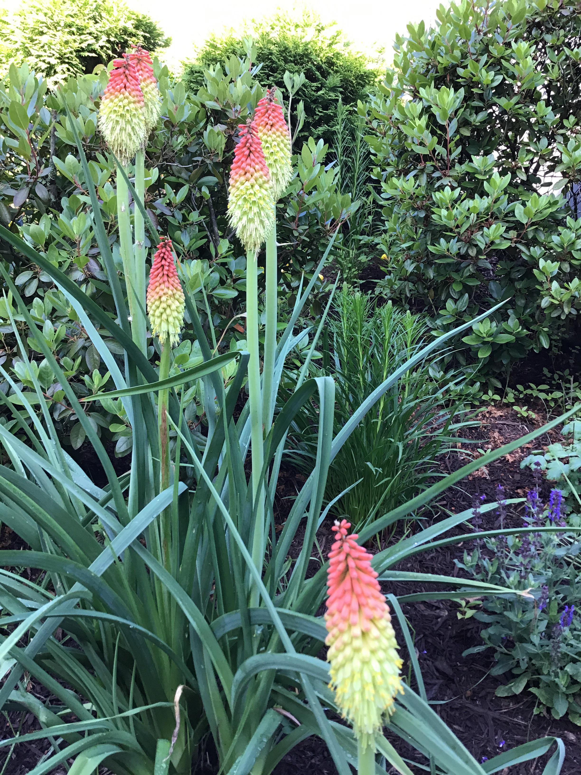 Red hot pokers bloom for a limited time. r/gardening