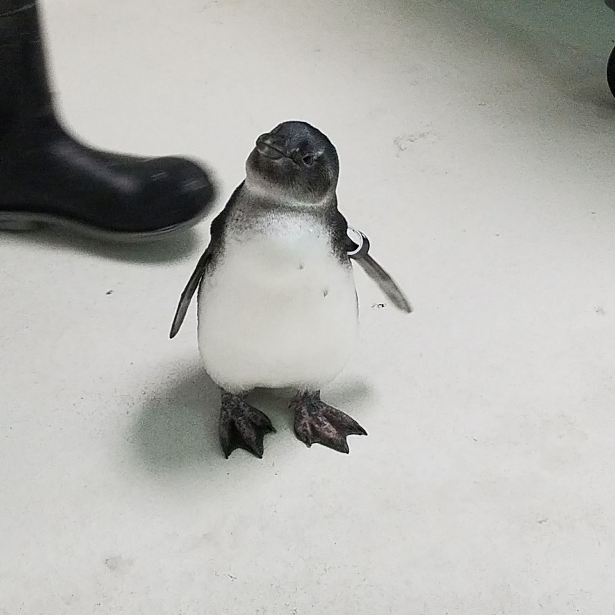 93 best Giblet images on Pholder Dragonball Legends, Aww and King Of