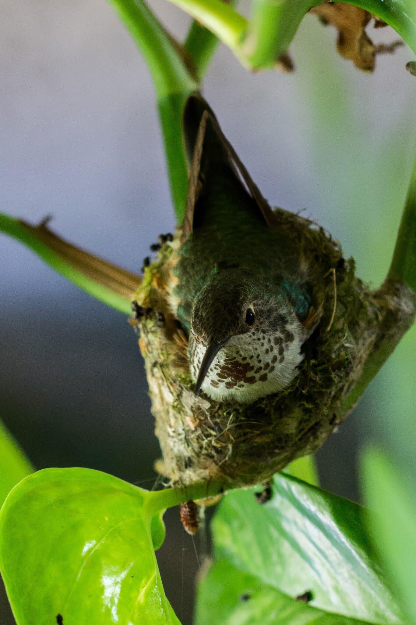 Nesting hummingbird. I believe she is an Allen’s, you can’t see it but