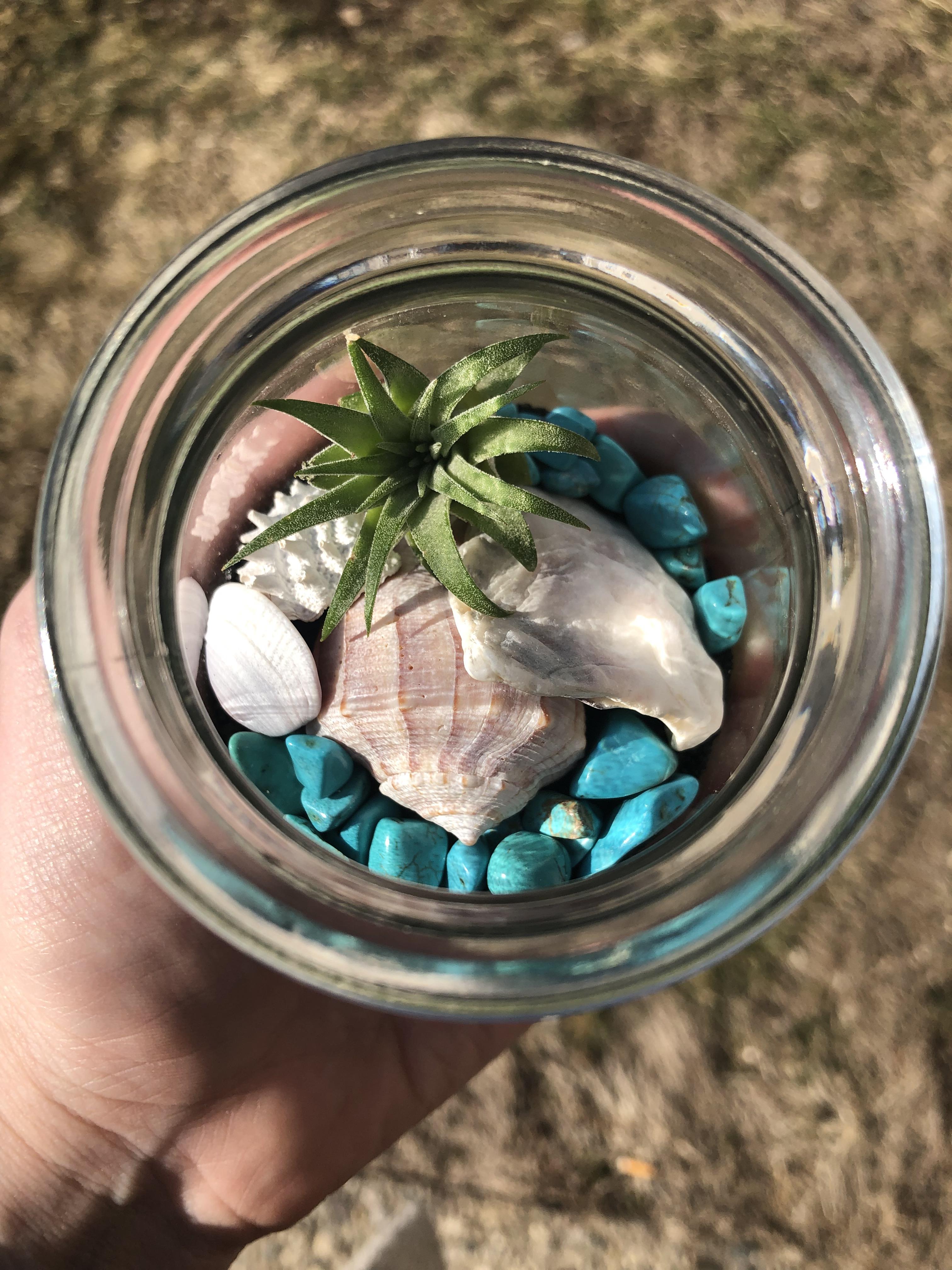 Air plant arrangement with sea shells r/airplants