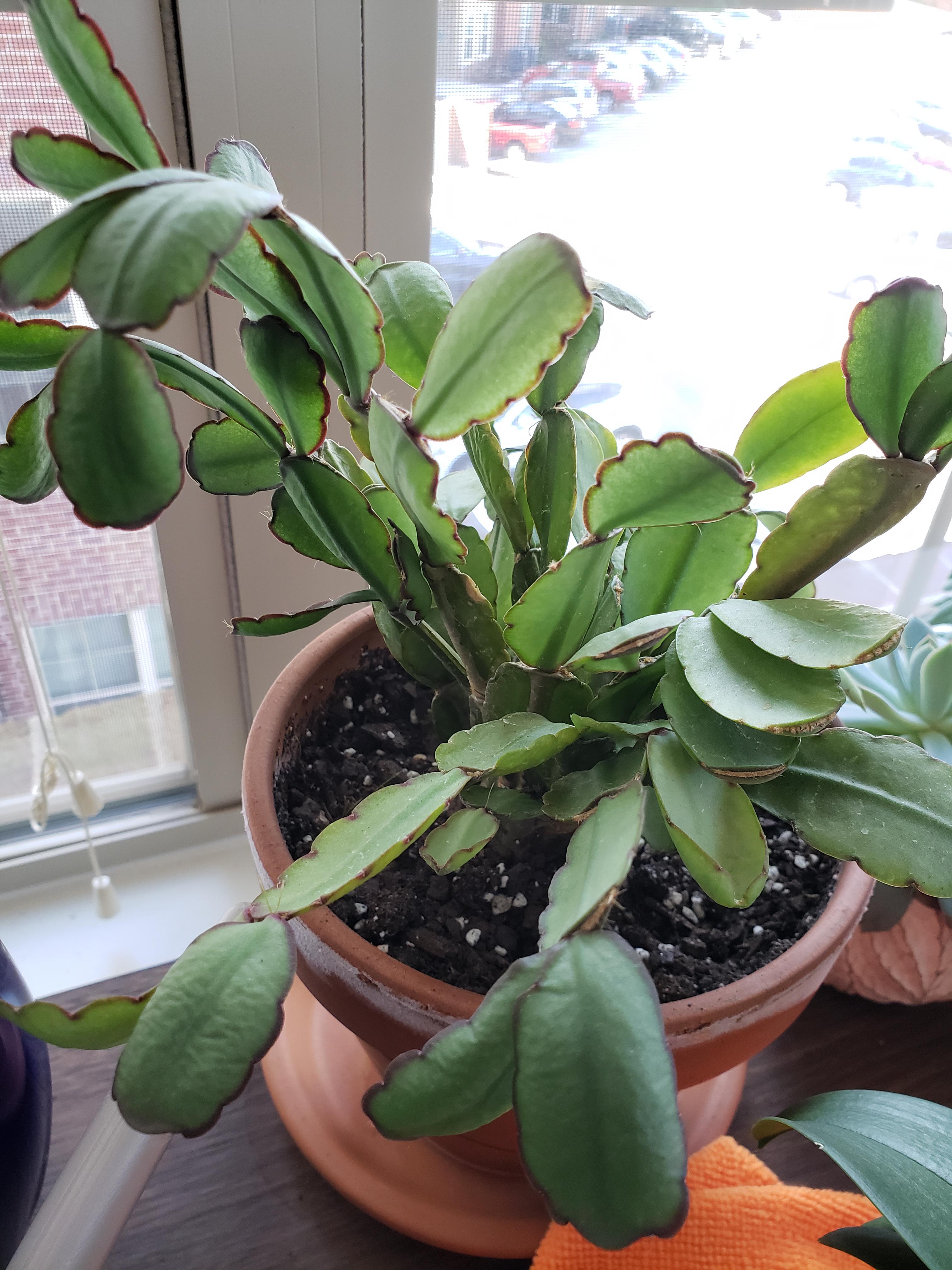 Easter cactus wilting? r/plantclinic