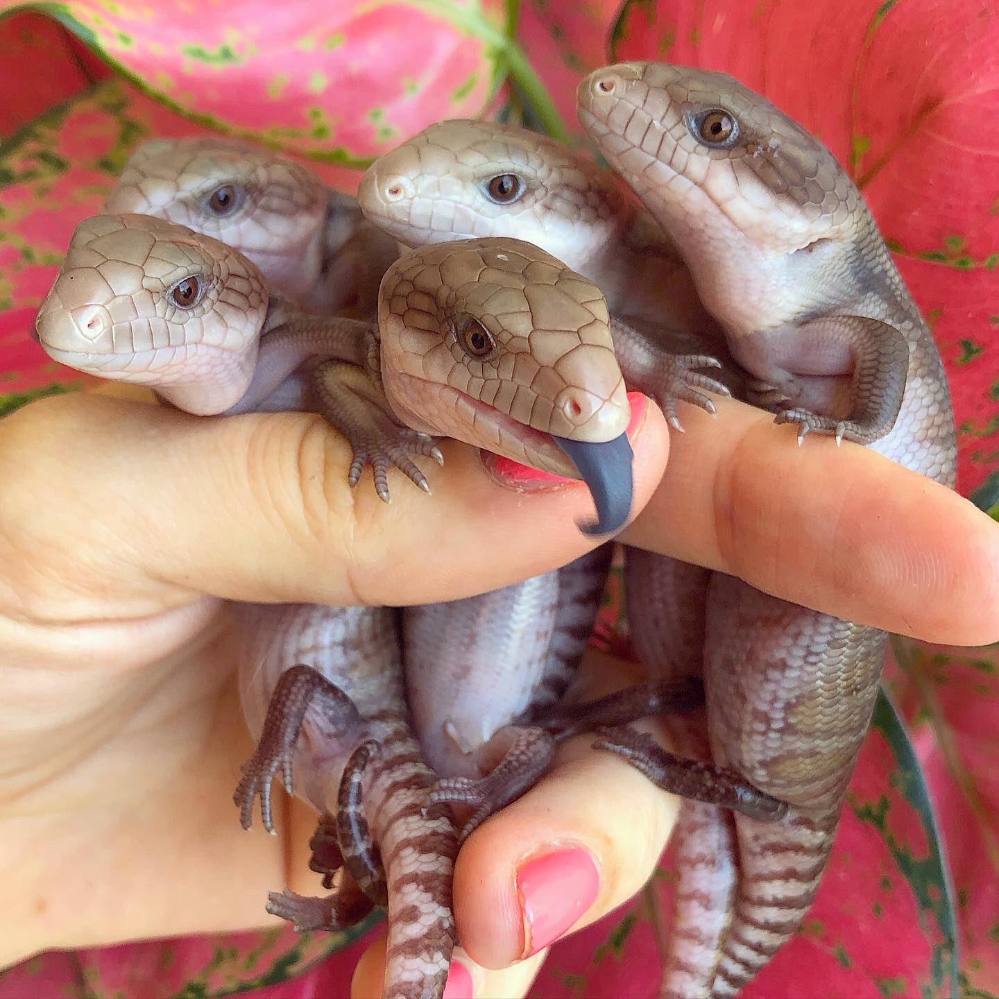 Five newborn bluetongue skinks found under a pile of shoes r/aww