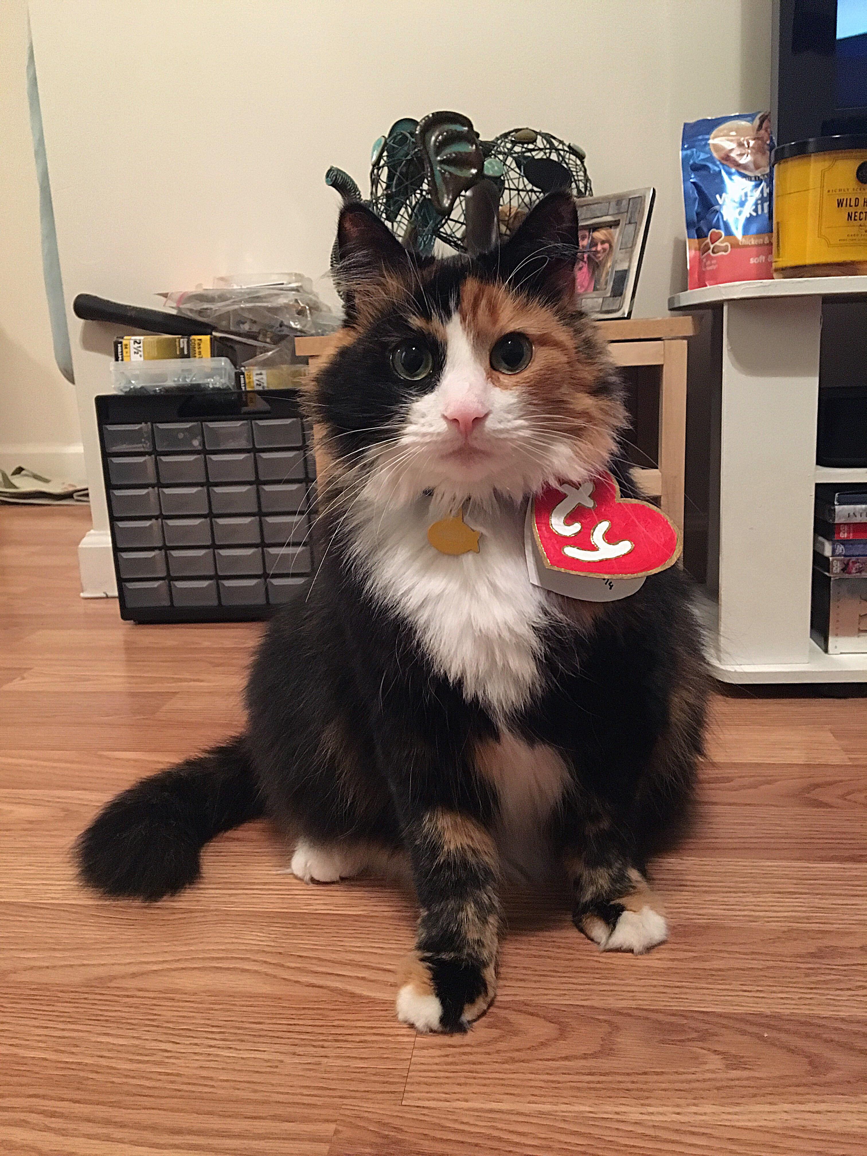 Easypeasy furbaby Halloween costume cats