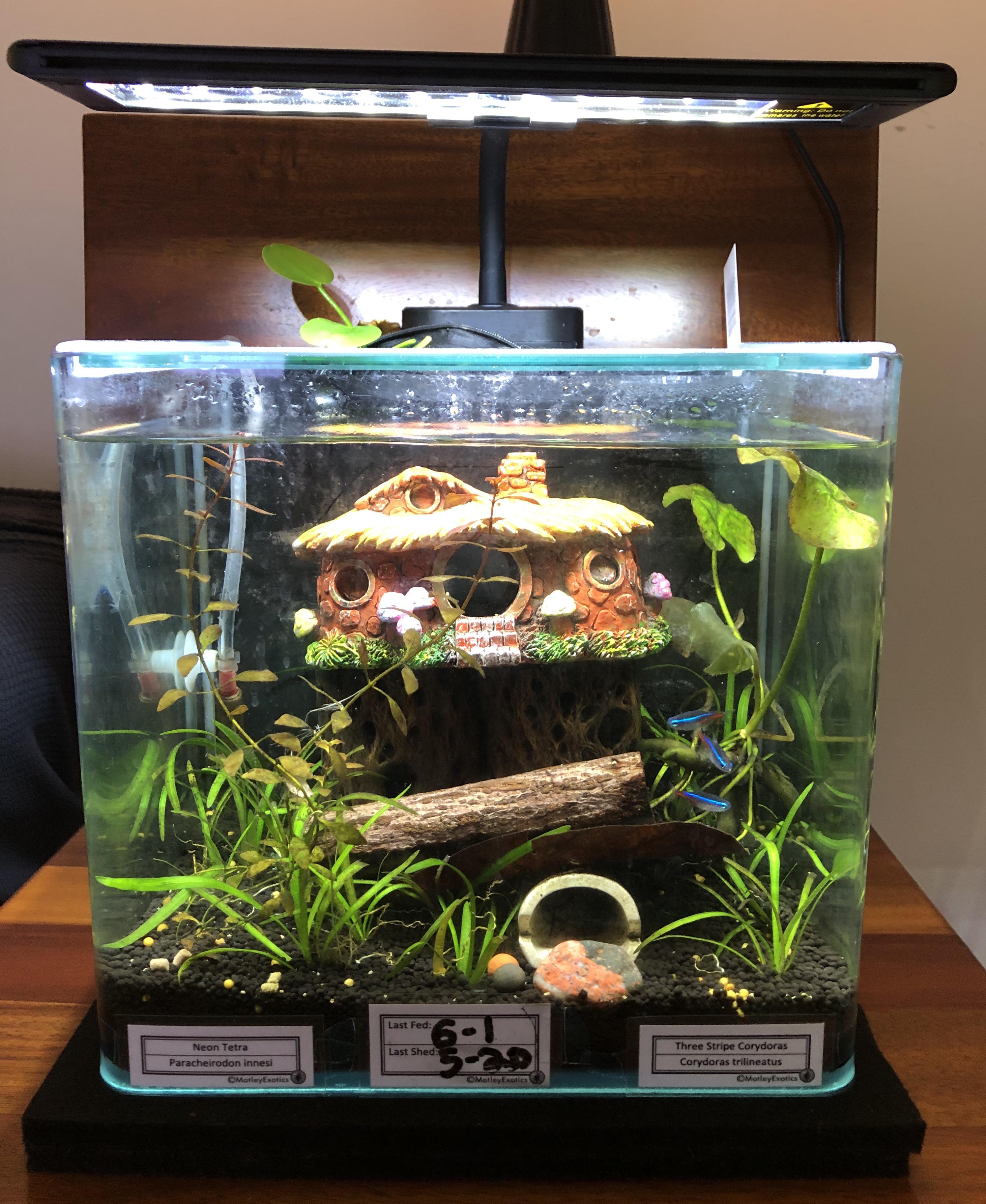 3 gallon upgrades/stocking ideas? r/Aquariums