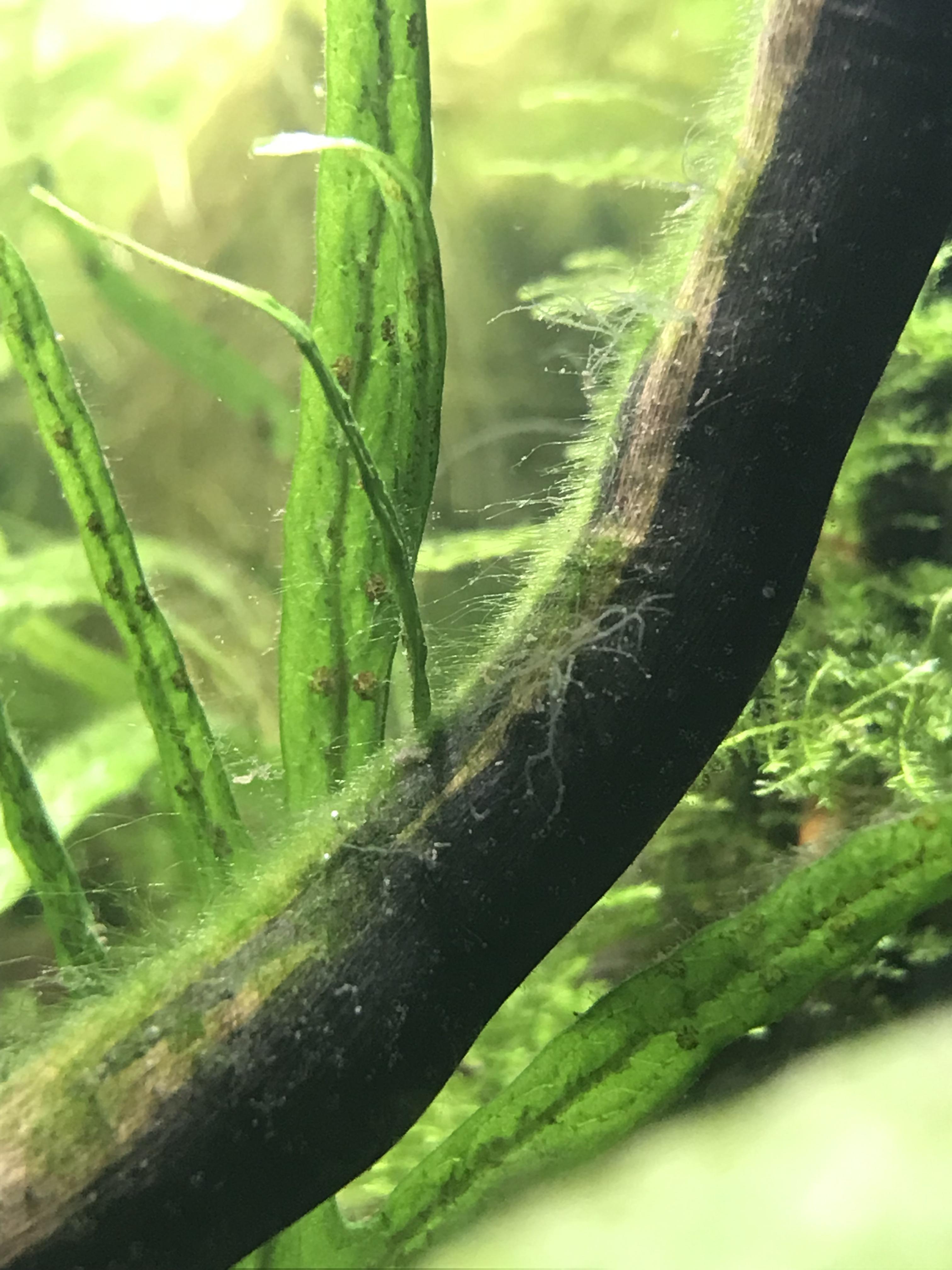 Is this hair algae growing on my driftwood? r/PlantedTank