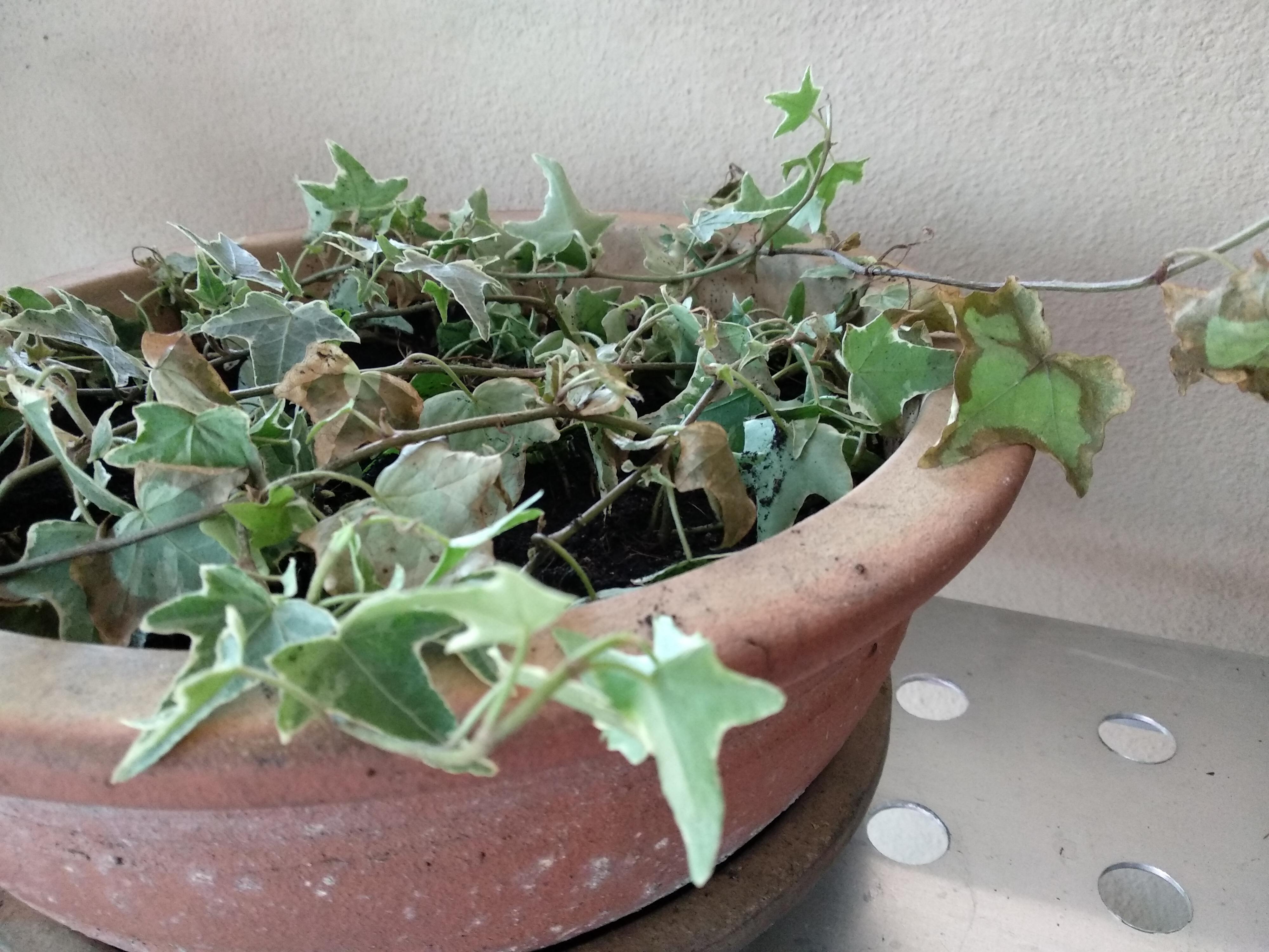 Tried repotting my Ivy from the nursery soil to a new pot with fresh