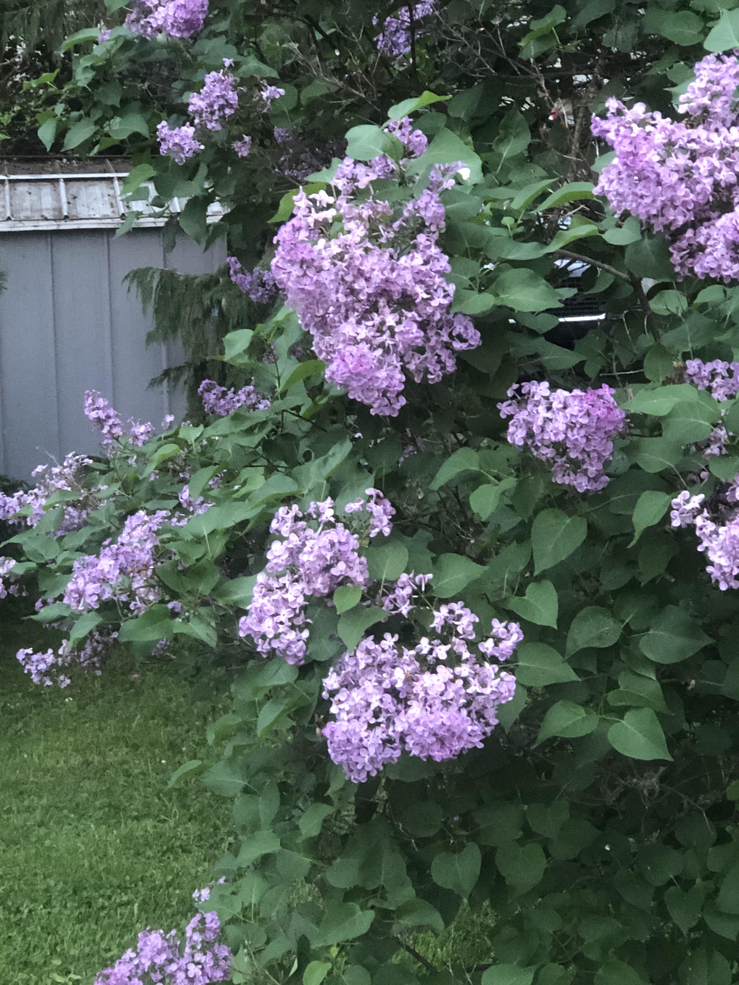 Lilac season is my favourite. Smells so good! r/ontario