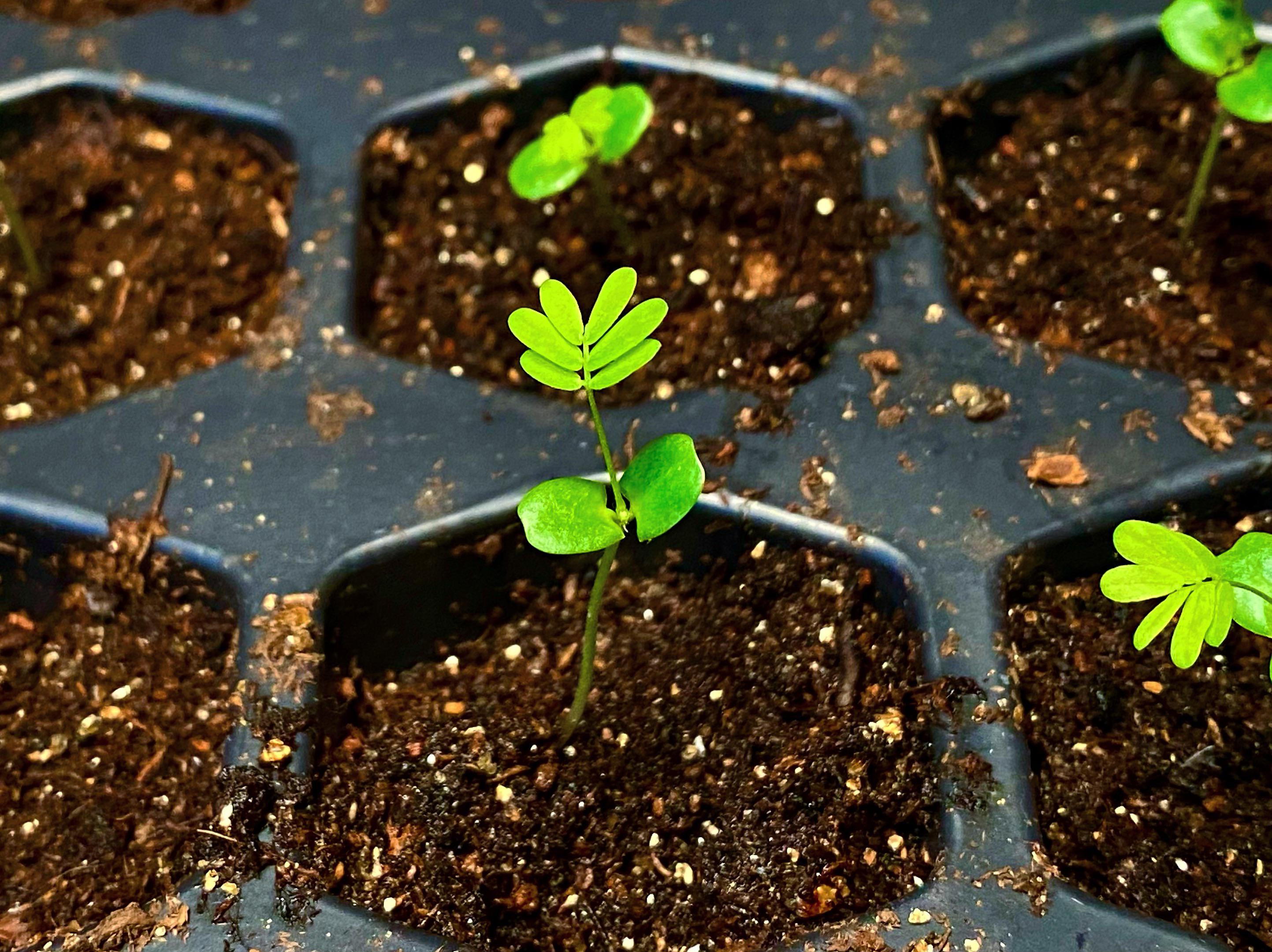 This mimosa pudica seedling gives me so much happiness 🥲 r/houseplants