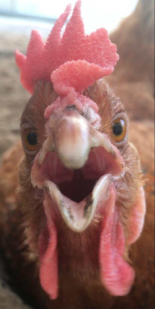 Another pic of my chicken looking at the camera r/chickens