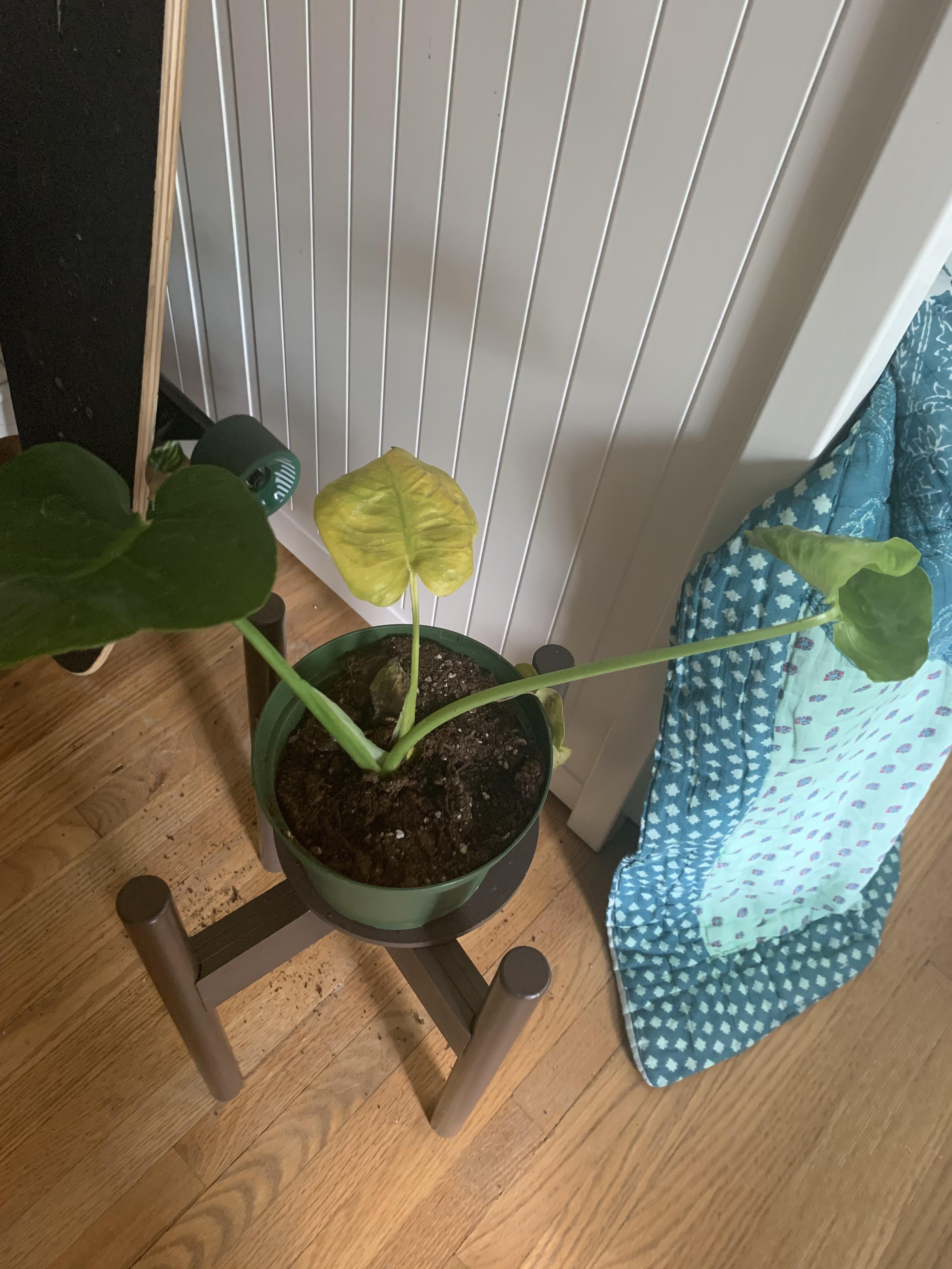my monstera got lost in transit and arrived with some yellowing leaves