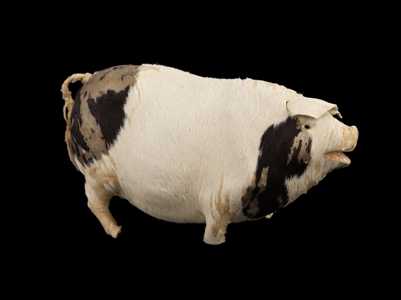 Lucky Toy Pig (ca. 1911) The musical pig belonged to Edith Rosenbaum