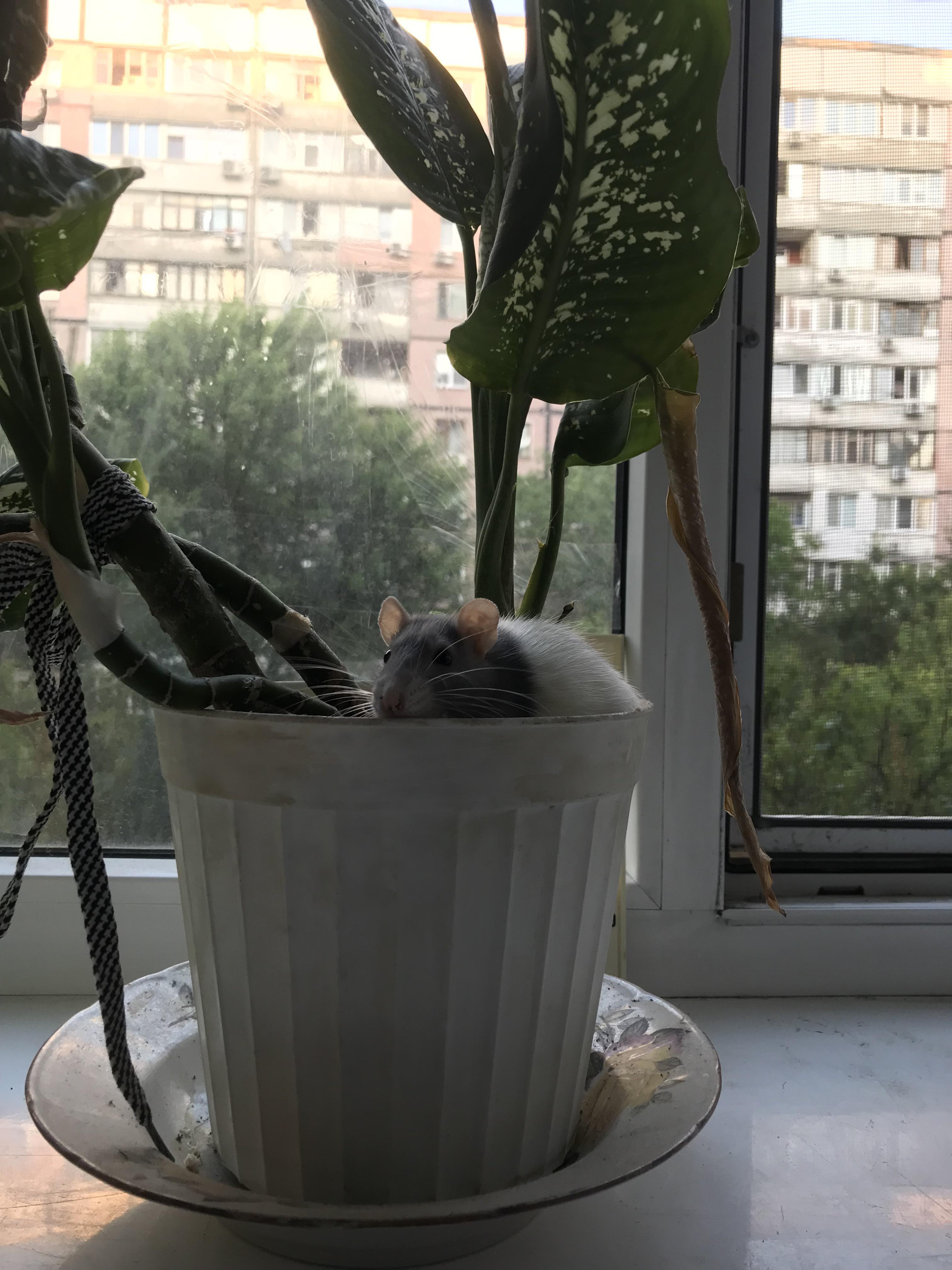 she likes to climb into a flower pot and dig holes there Is it like