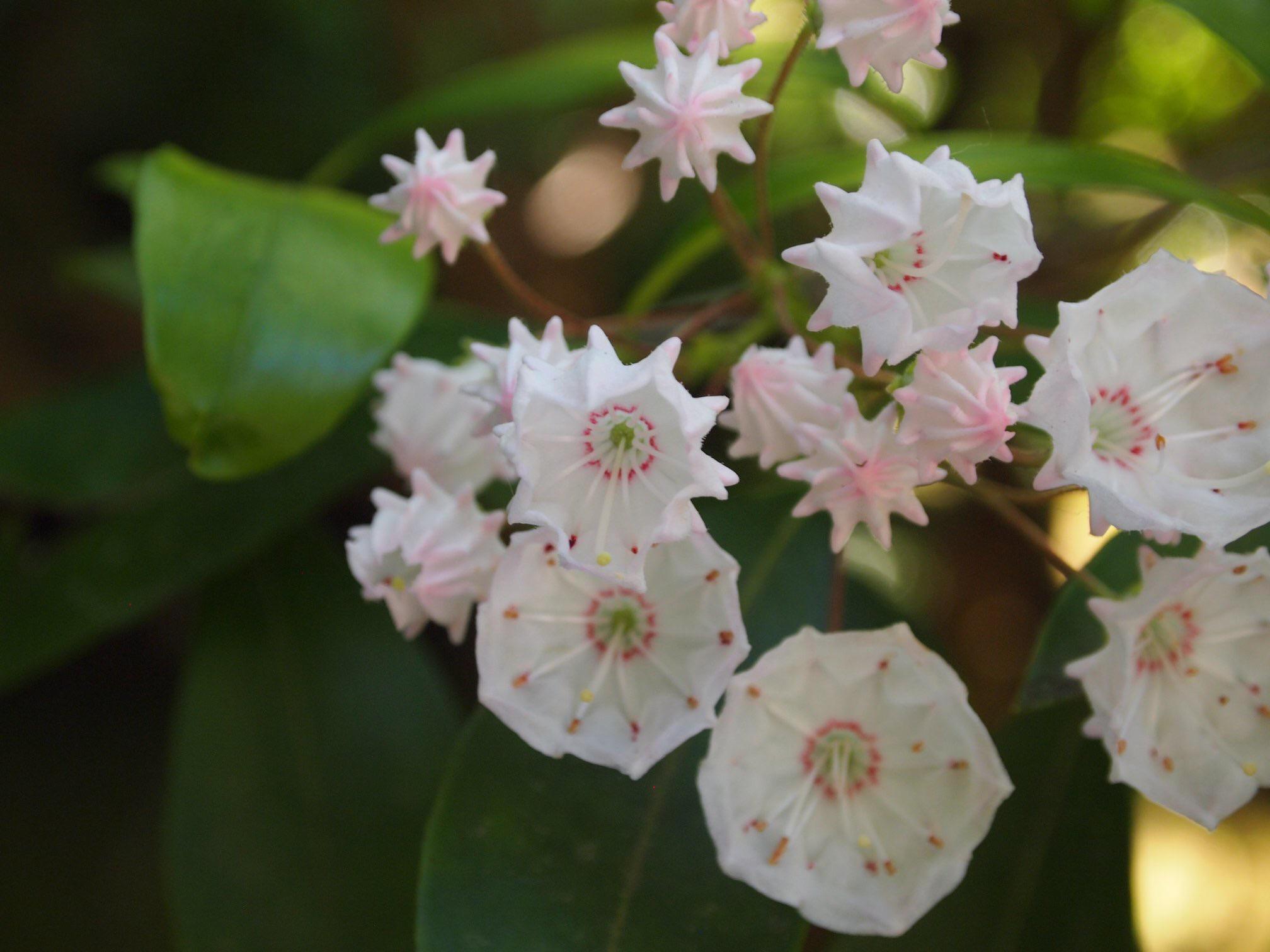 Mountain laurel at the Japanese Garden in Portland r/botany