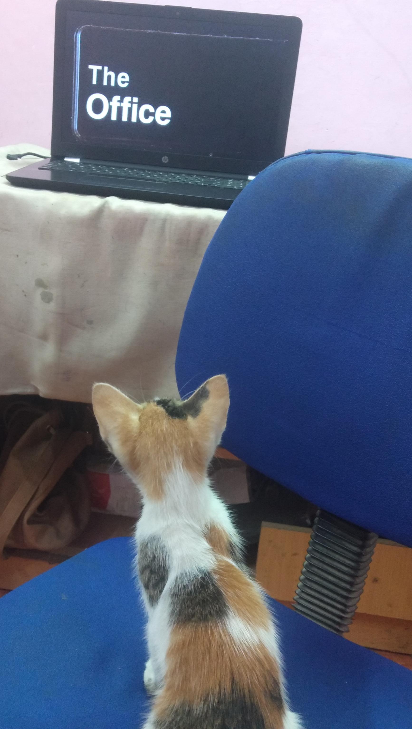 My Cat jumps over and listens to the theme song everytime. r