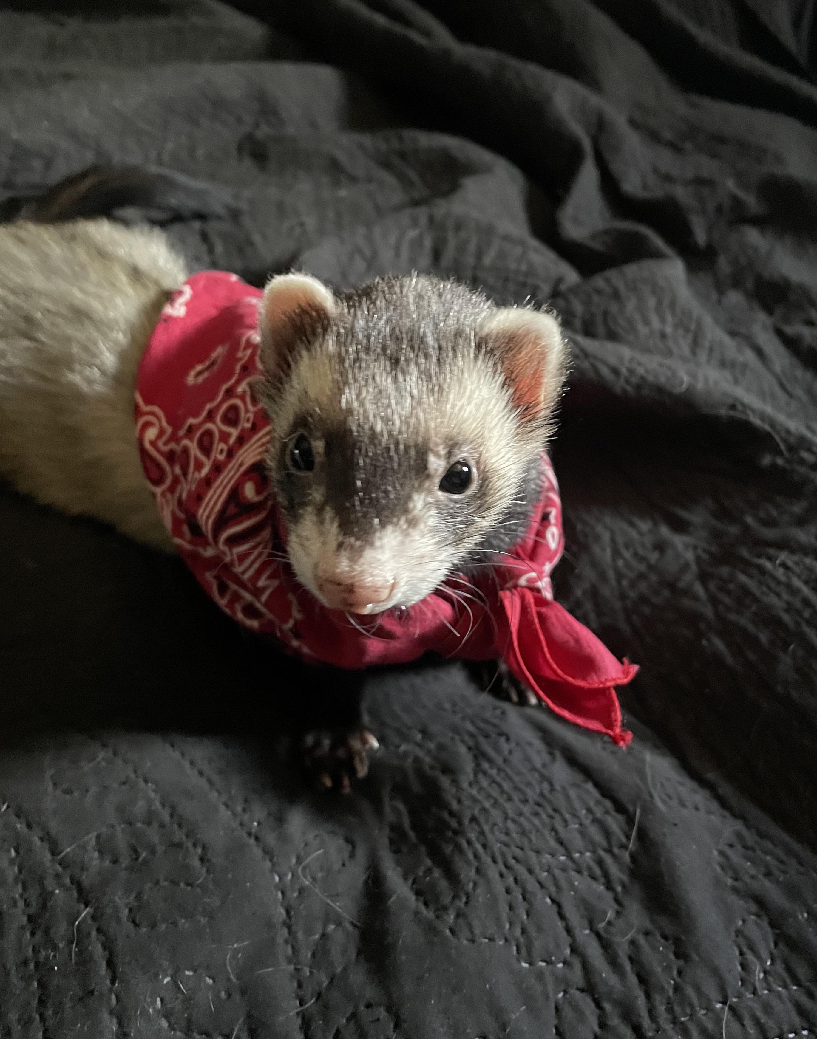 Masked bandit (he’s such a ham) r/ferrets