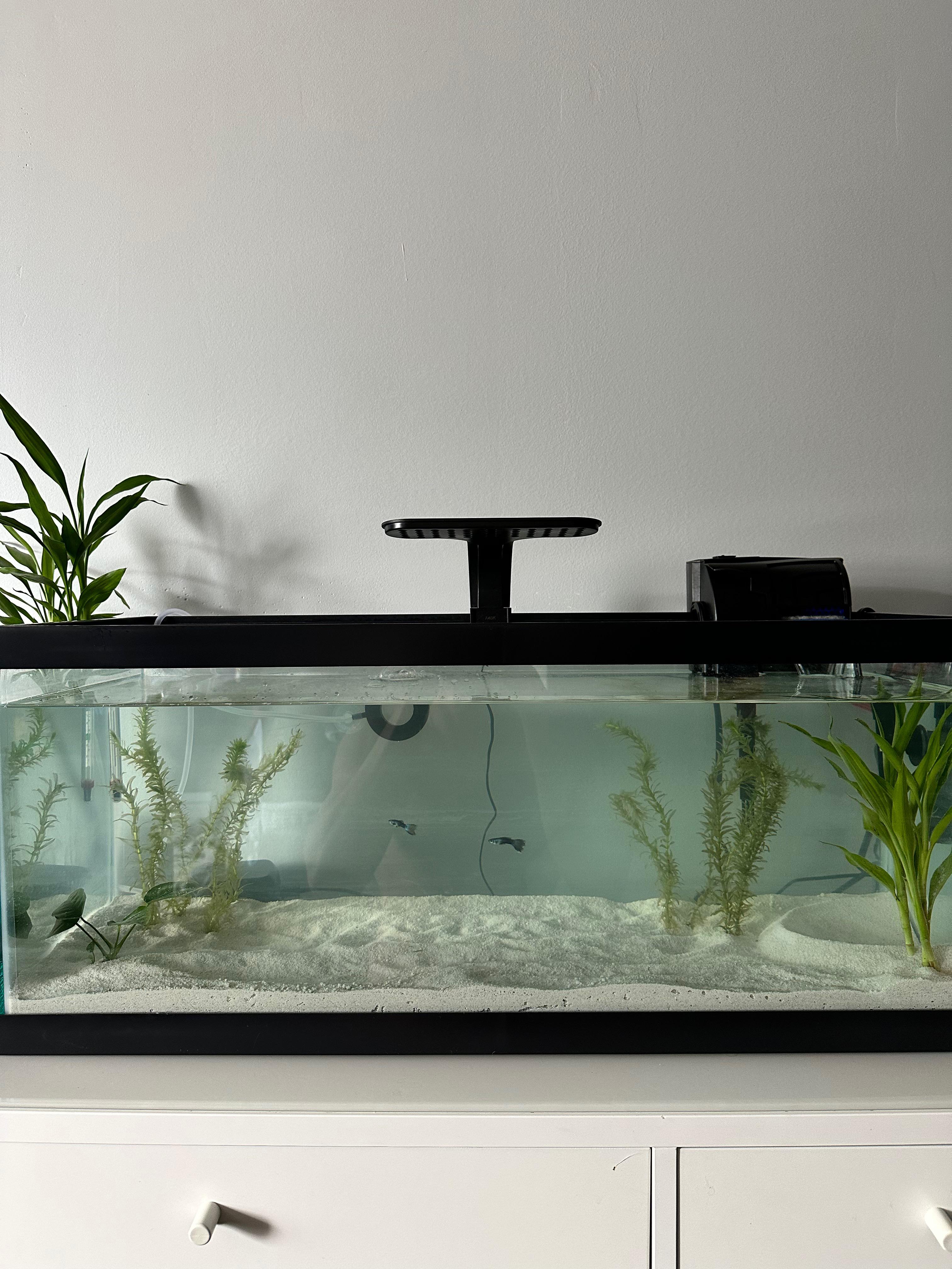 What else should I put in my 20 gallon tank? I have two guppies so far r/Aquariums