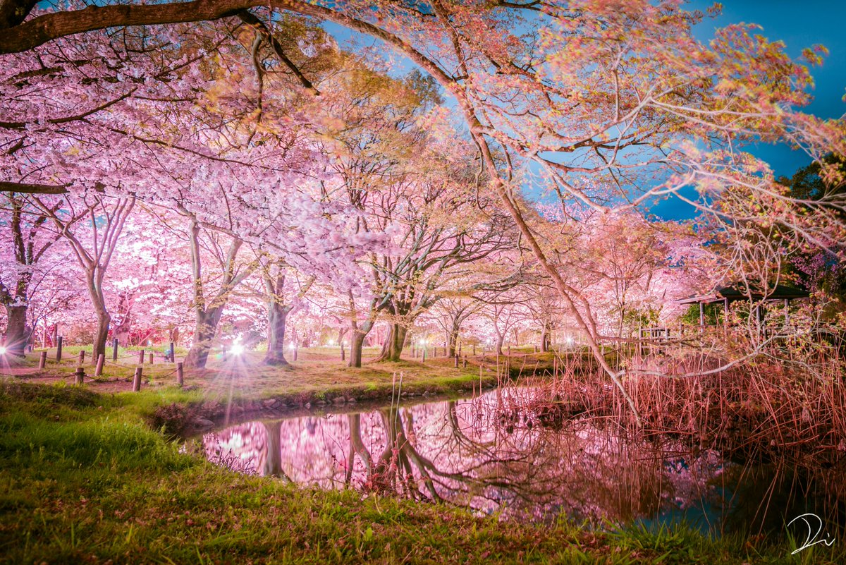 Cherry blossoms by a river r/japanpics
