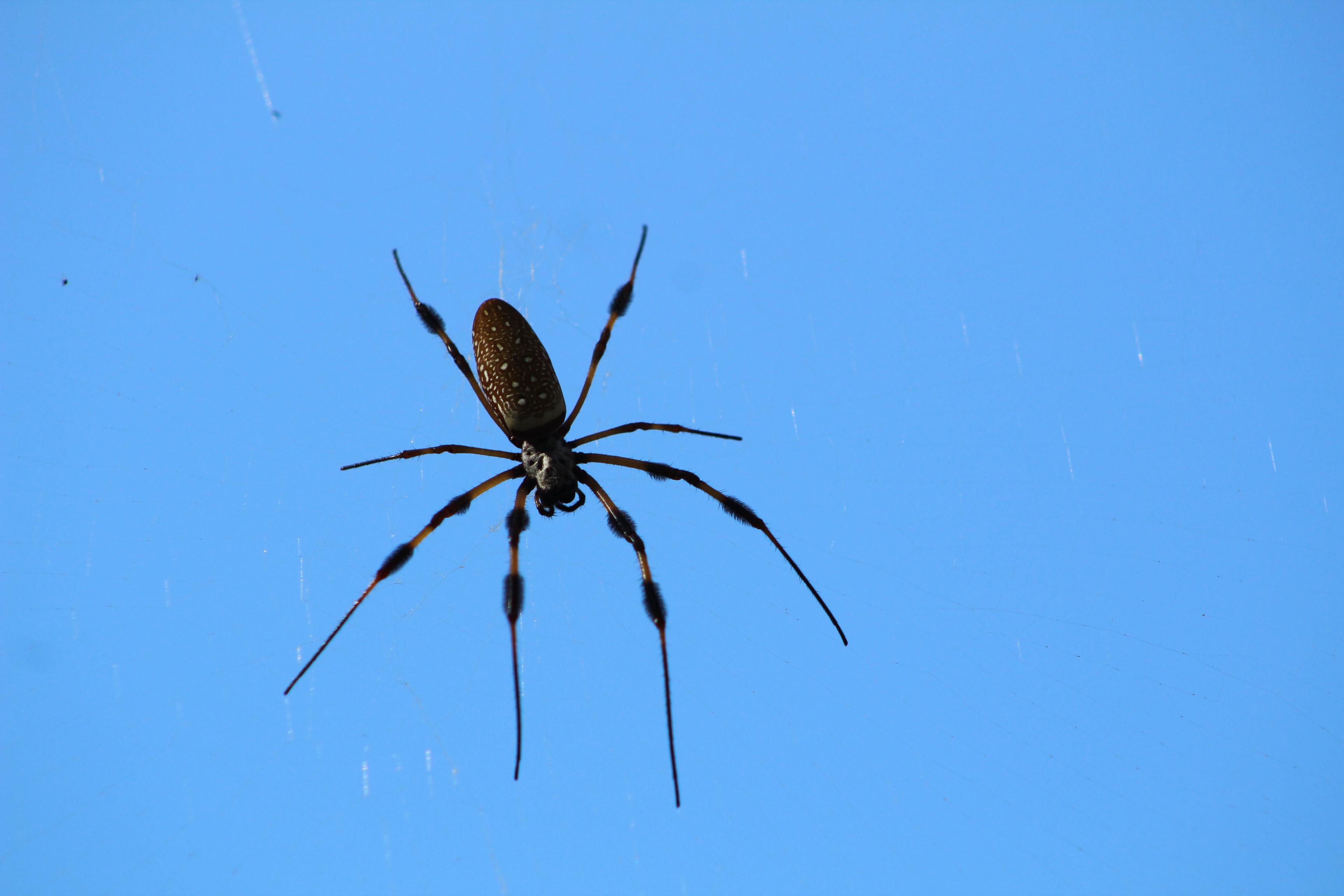 Huge Spider in Mississippi r/wildlifephotography