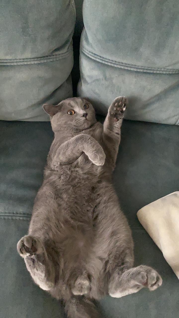 My 1 year old The Cat. r/Chonkers