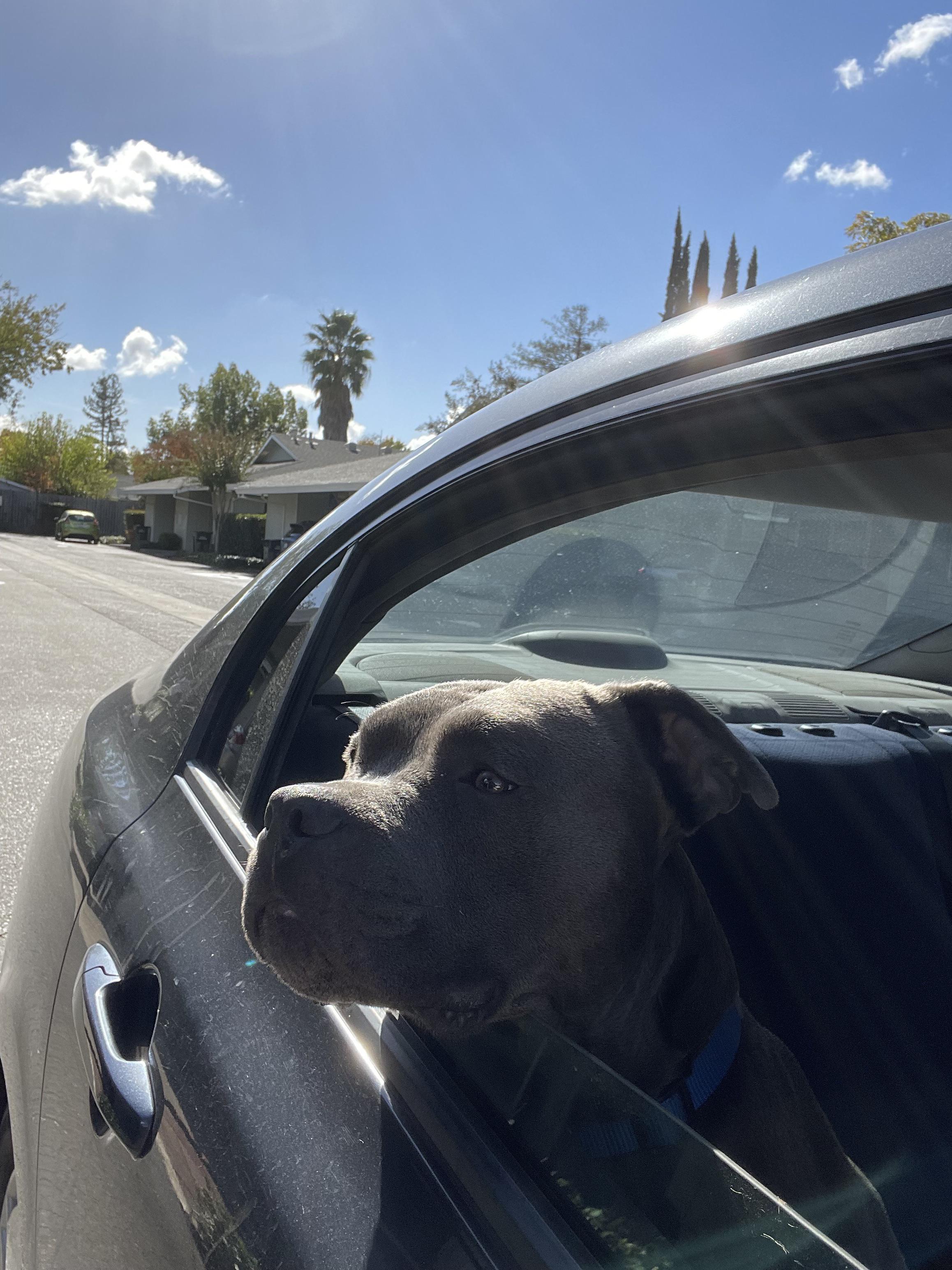 Does anybody recognize this guy? Found on Whitney Ave. Super sweet