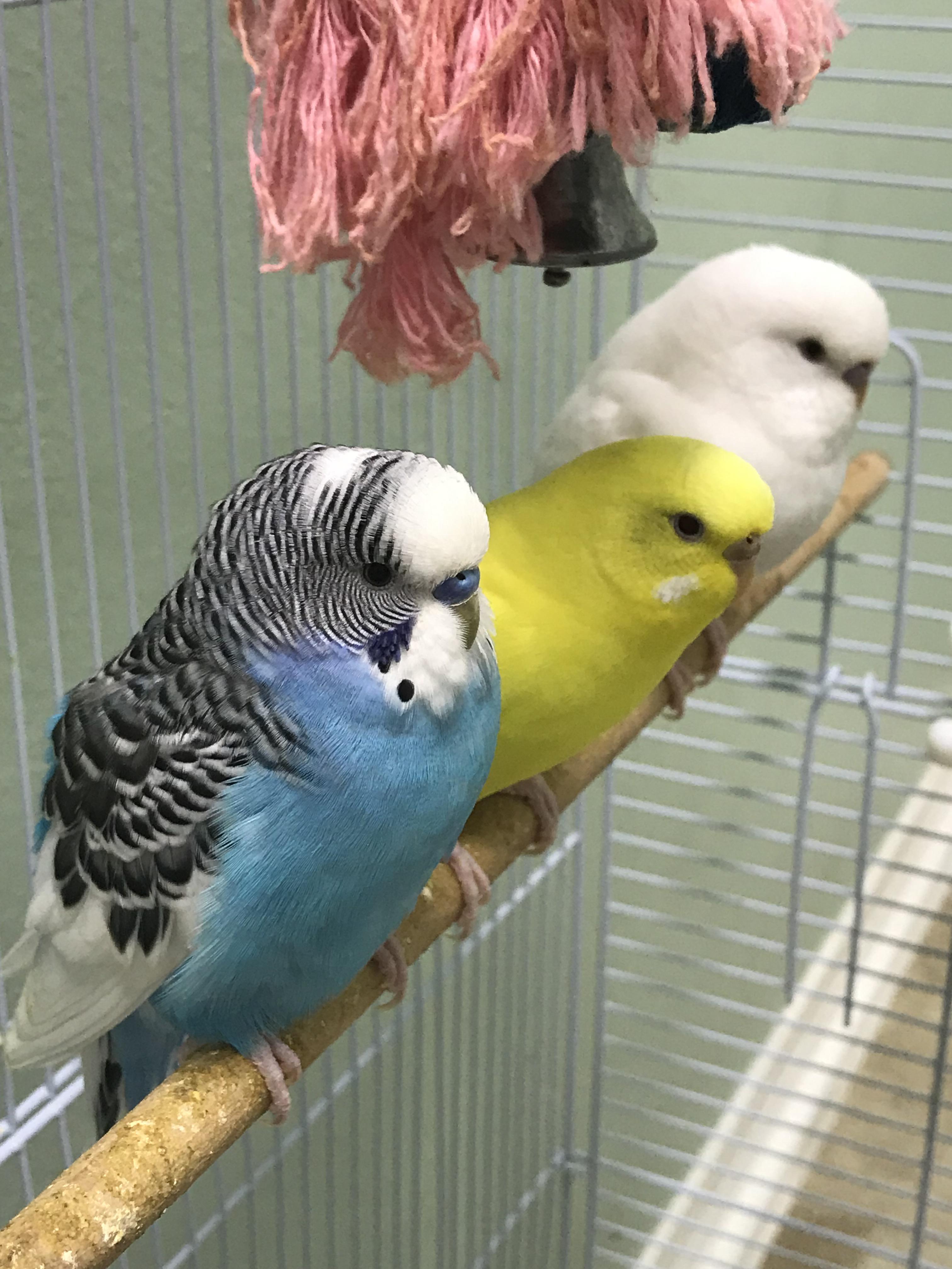 My 3 Budgies budgies