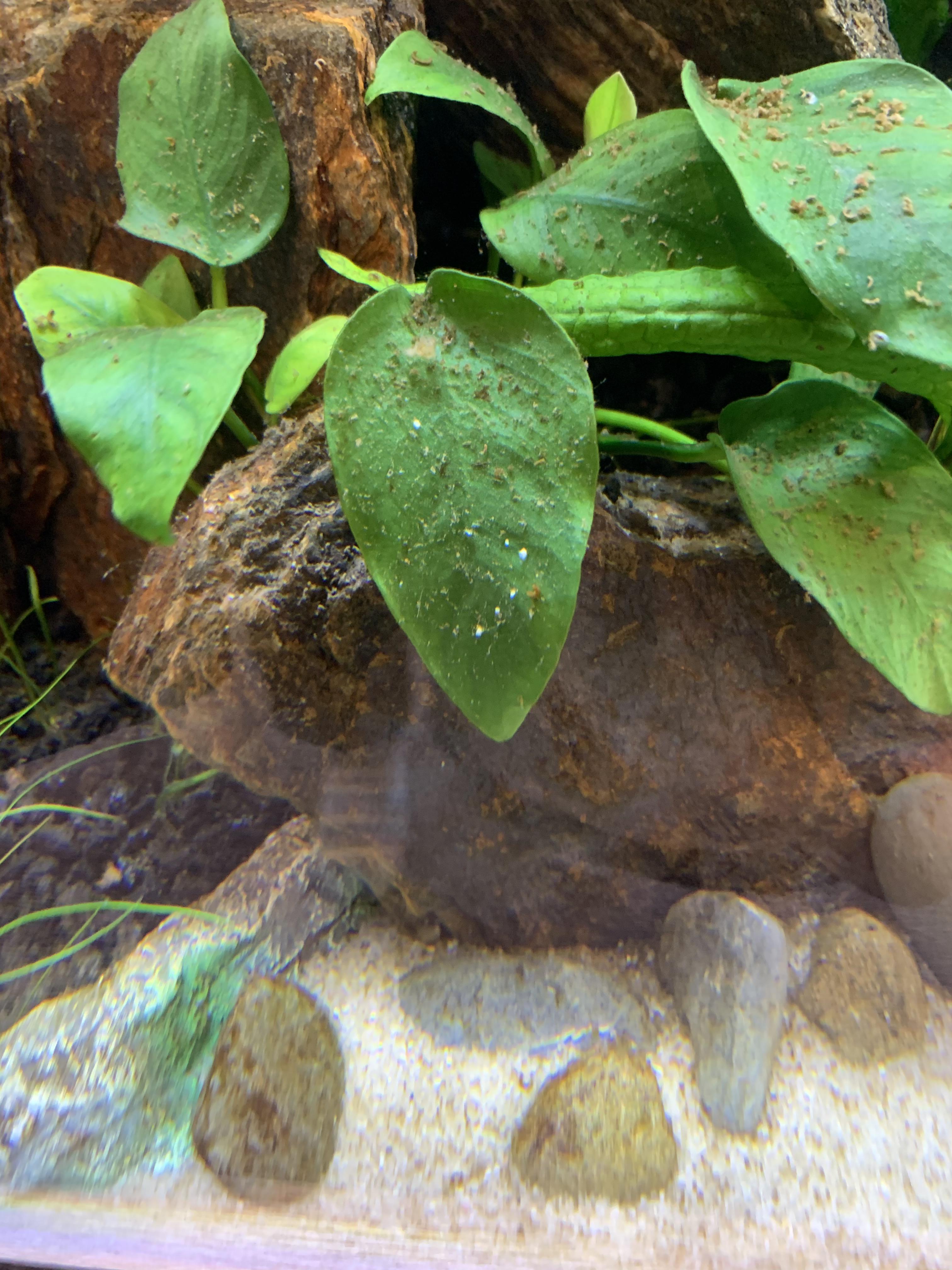 Any ideas what these little white spots could be? r/Aquariums