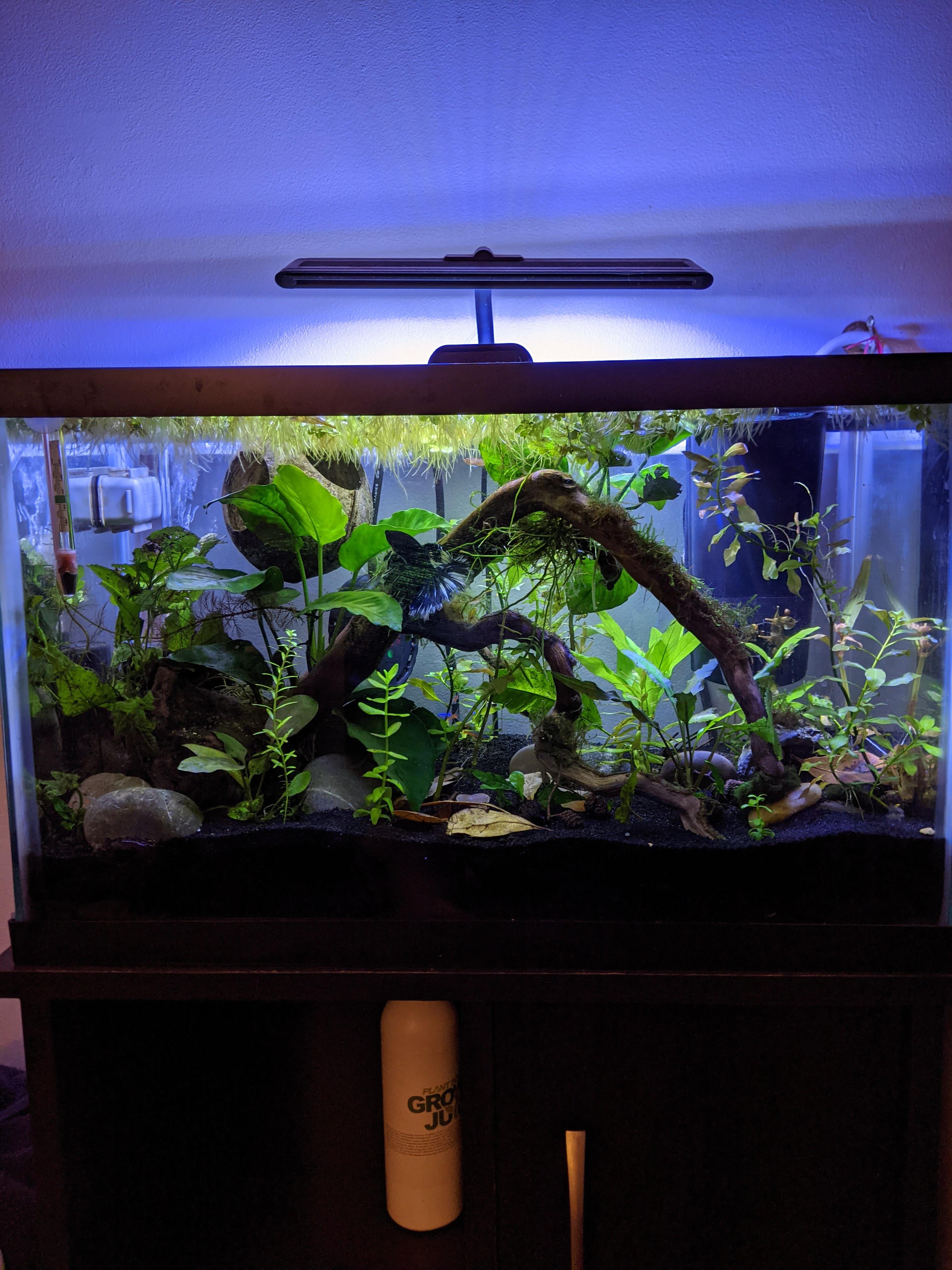 My ten gallon Betta tank. The plants need a trim but something about an
