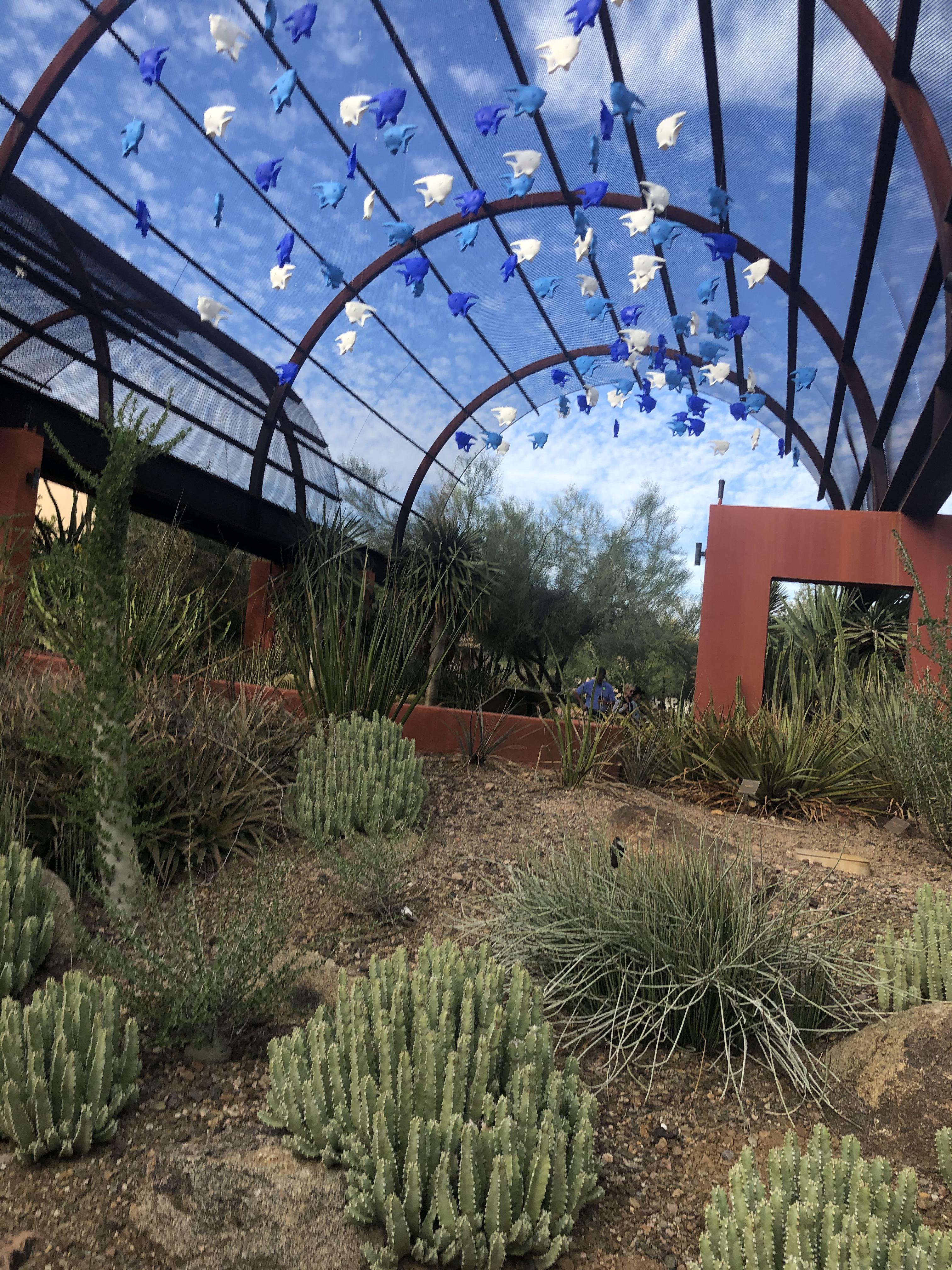 Desert botanical garden outside of Scottsdale r/desertporn