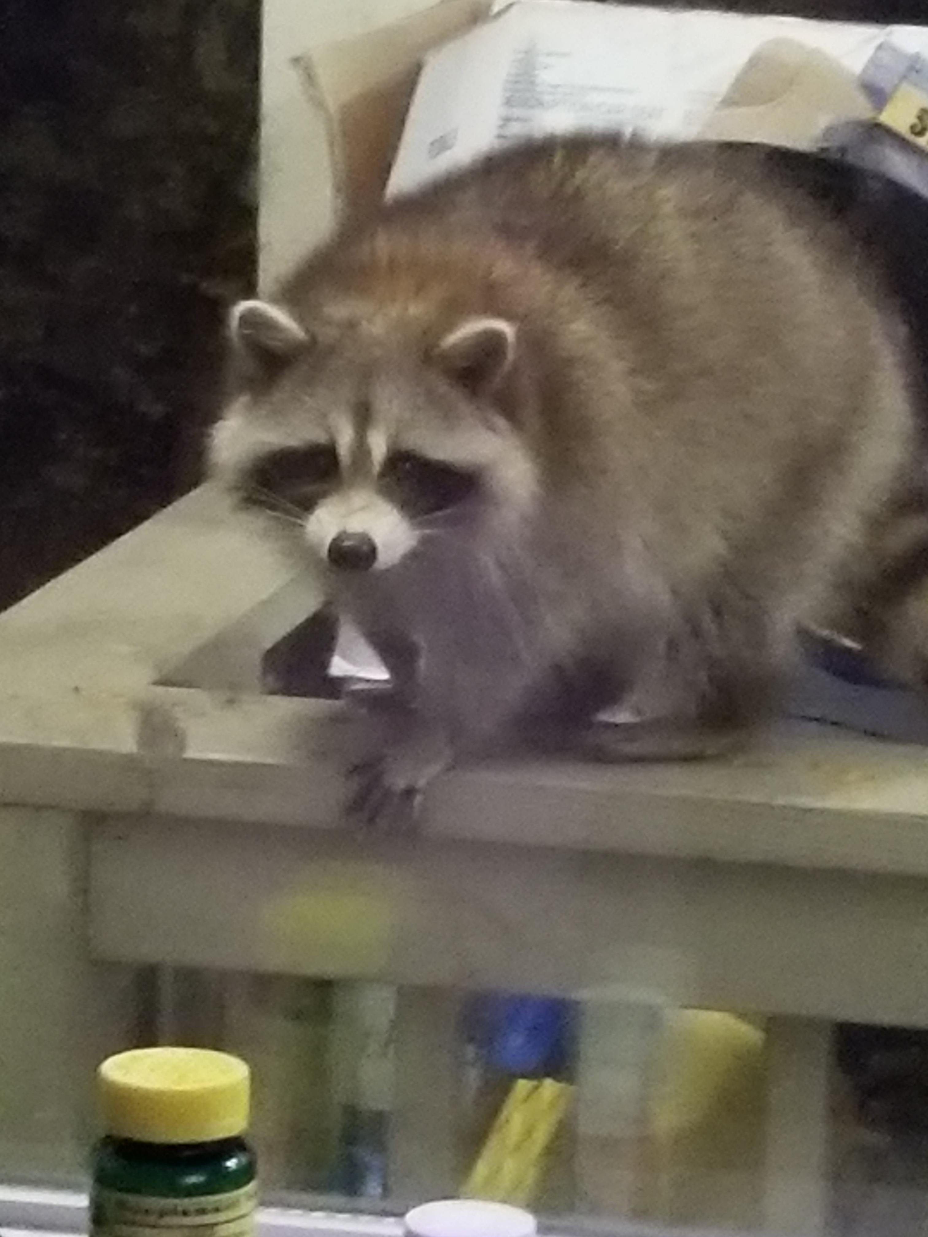 This is Terrance he likes marshmallows. r/Raccoons