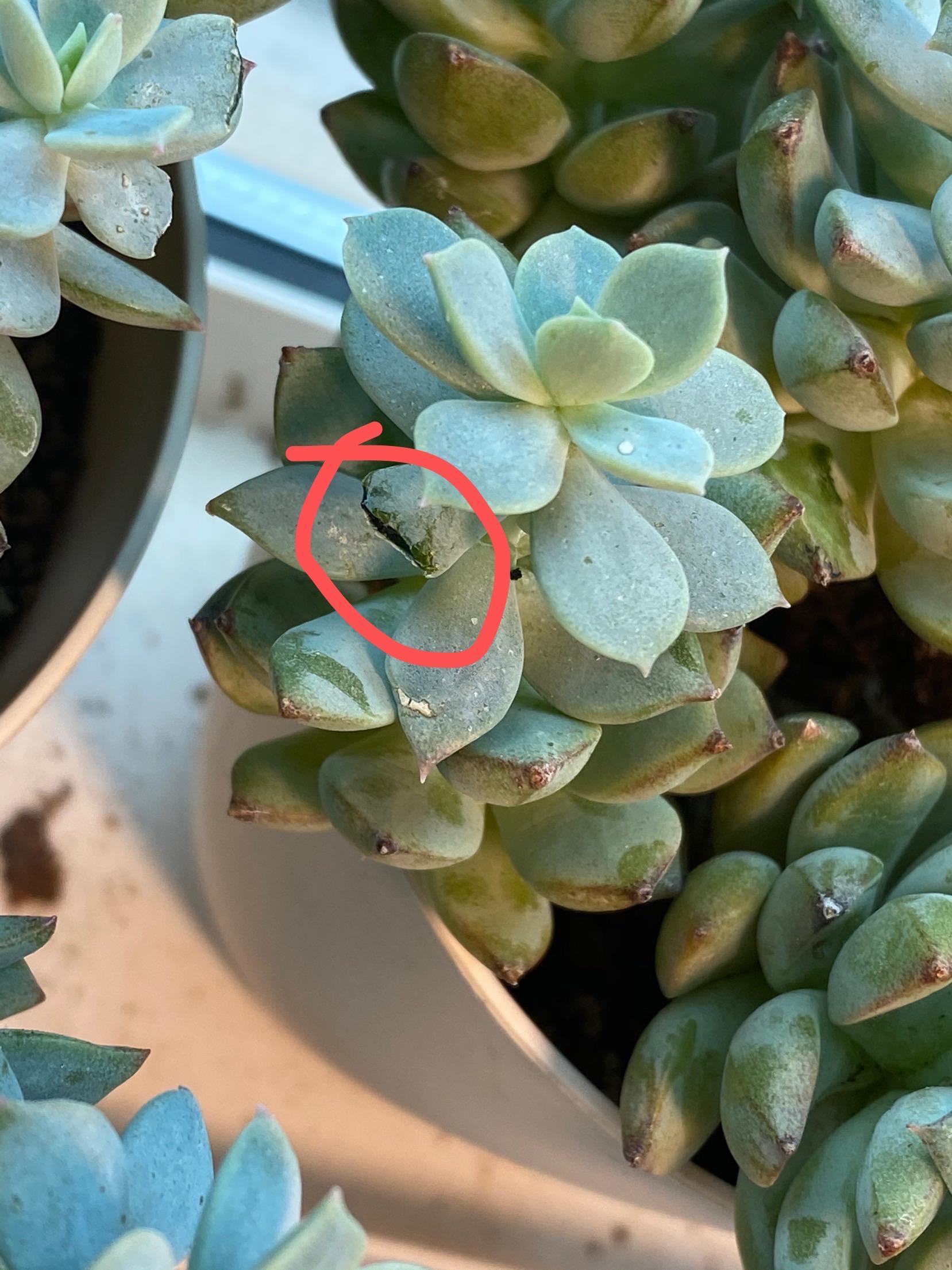 What is eating my succulent...? Many leaves were bitten like this r