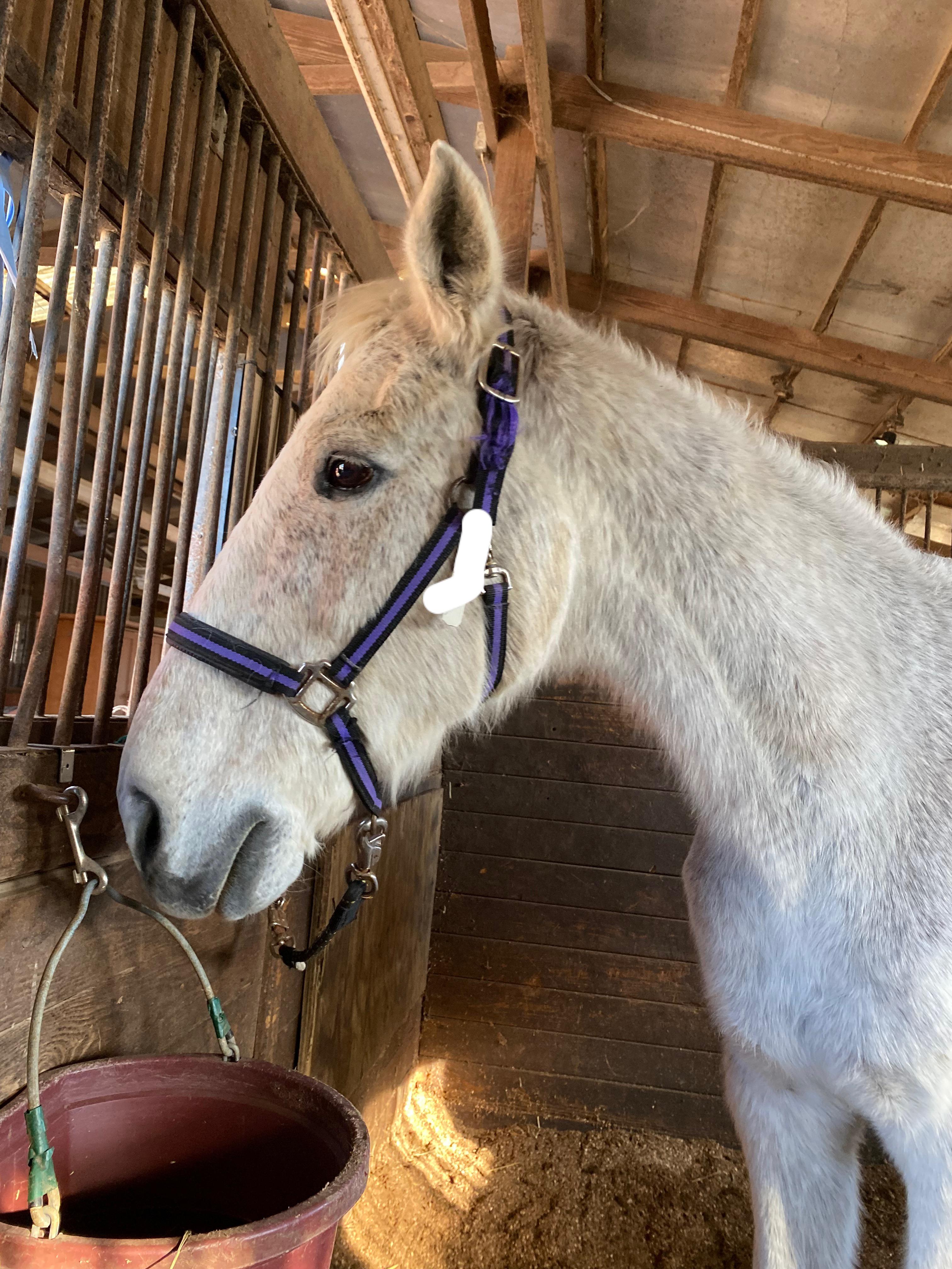 I’m just so fucking stoked. I rode the nicest horse of my life today