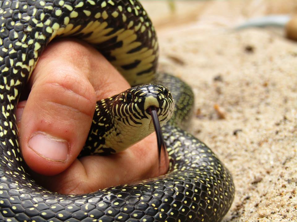 Speckled King Snake Hattiesburg, Ms herpetology