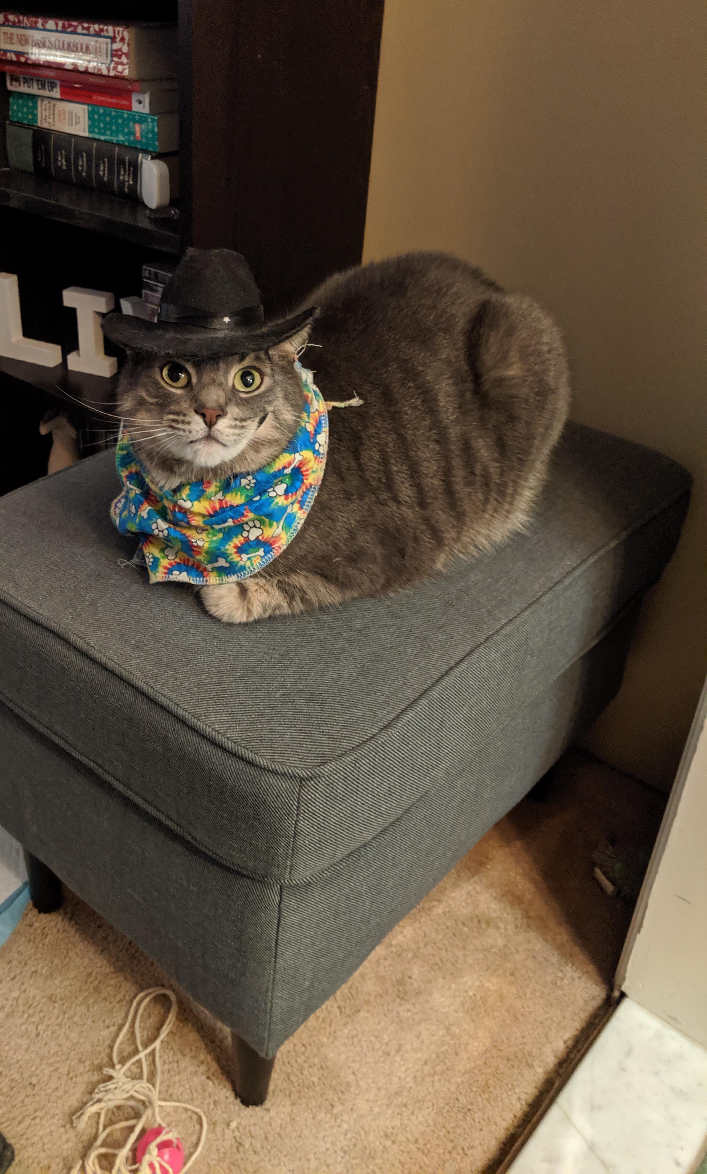 Yeehaw kitty r/pics