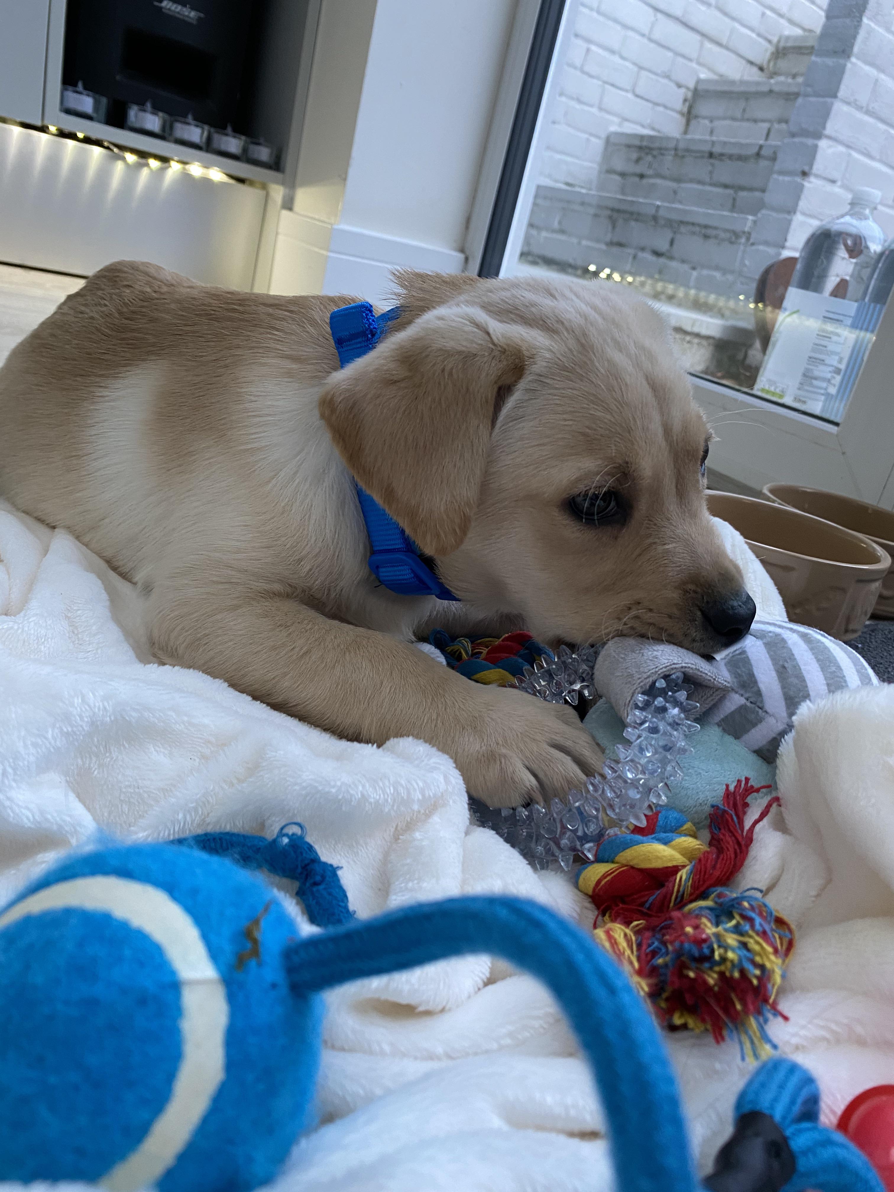 Out new dog is on Harrington’s Dry Food and has diarrhoea. He changed