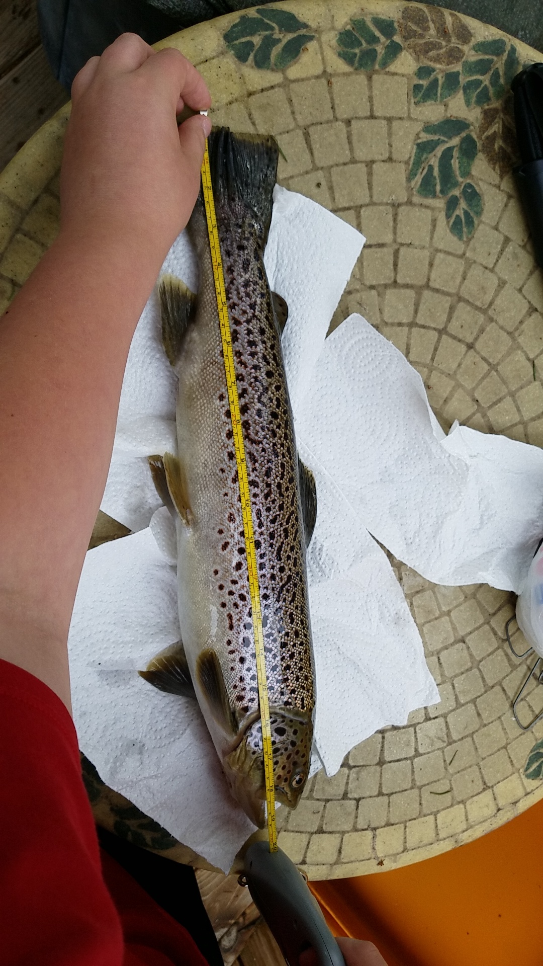 My personal best creek trout. r/Fishing