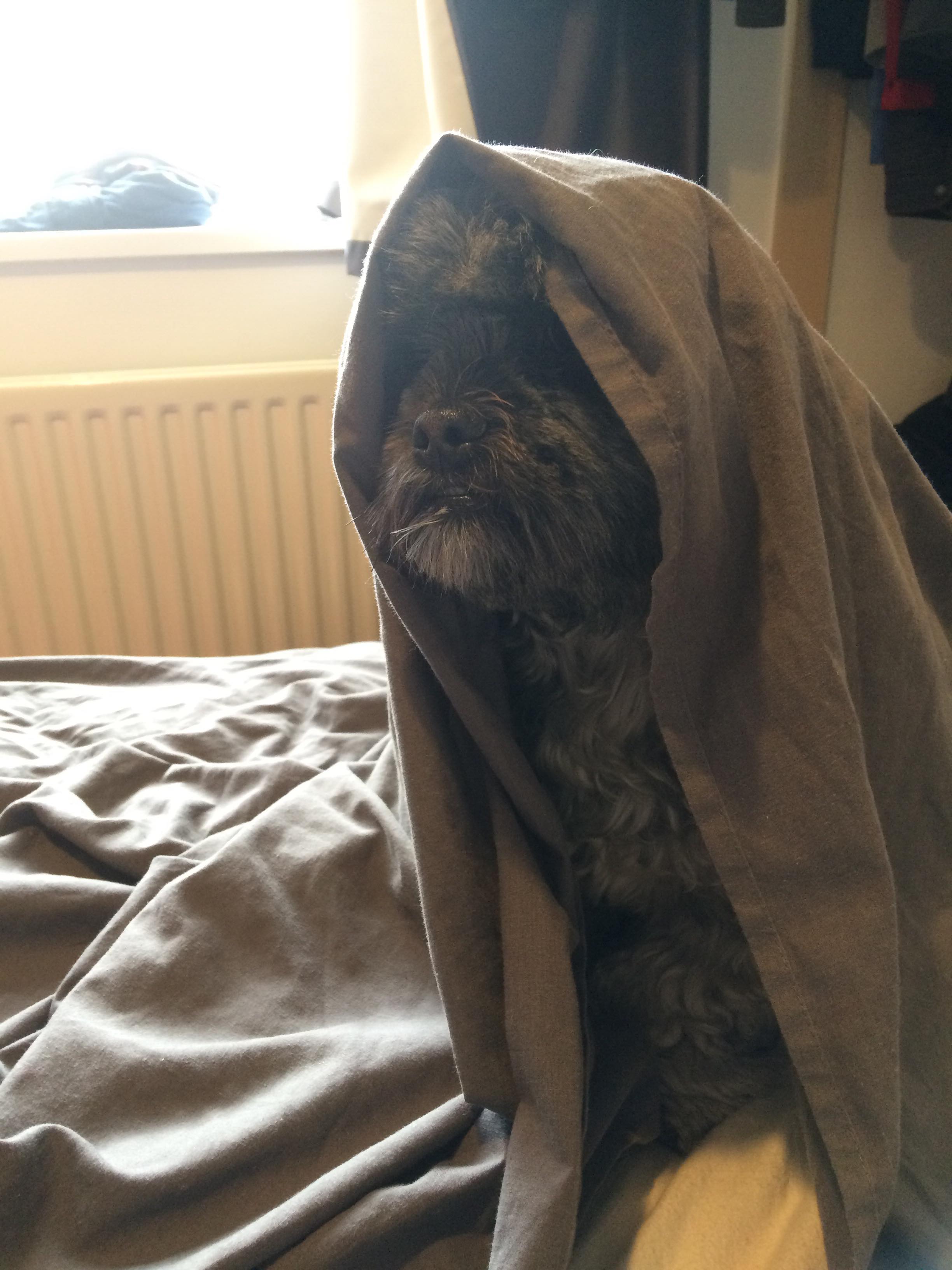 PsBattle This dog under the sheets