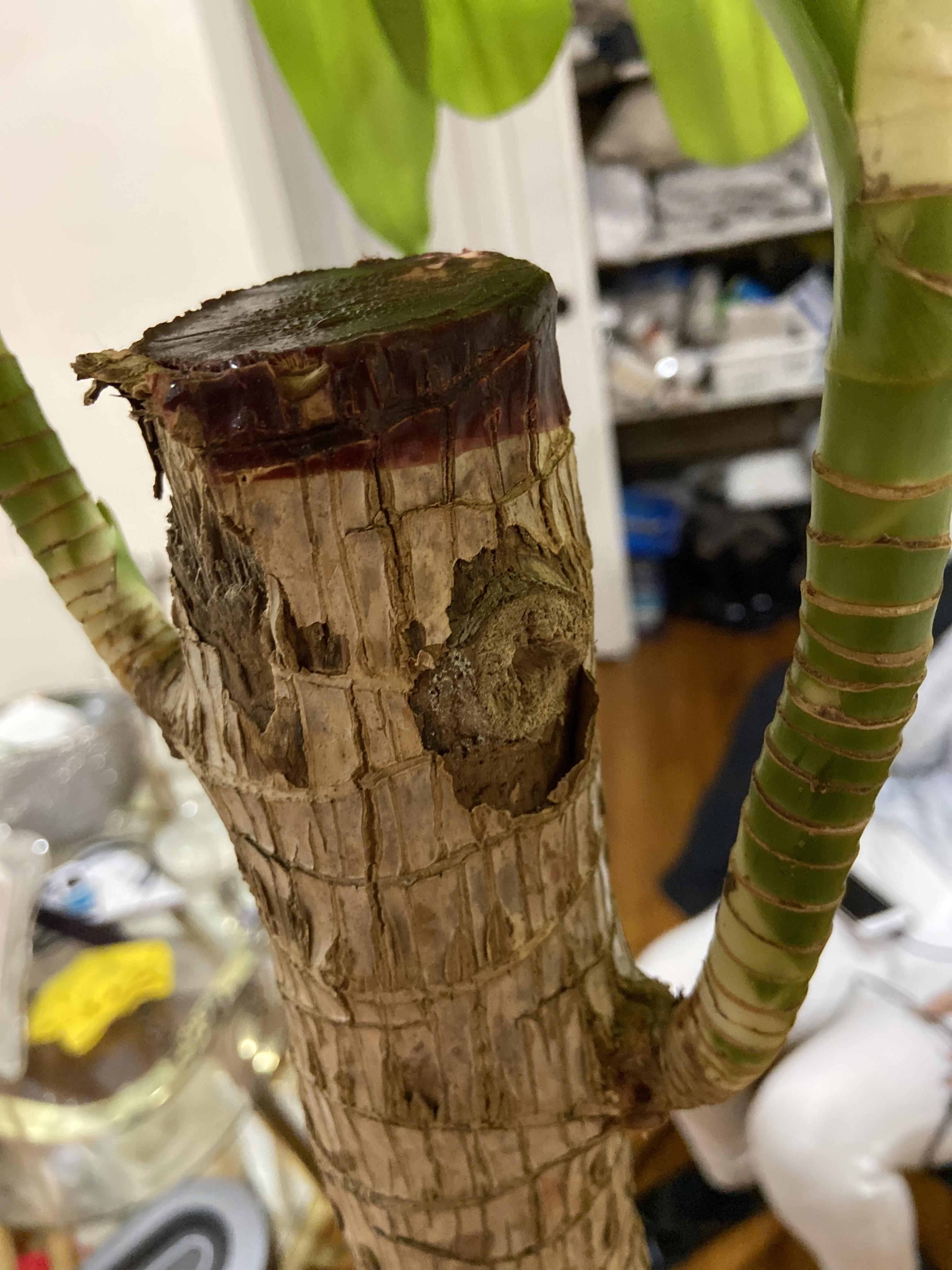 Is there any way I can revive this stem that’s dried out? r/plants