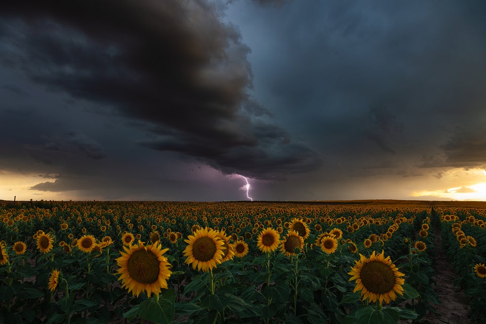 🔥 LIghTning striking a sunflower field r/NatureIsFuckingLit