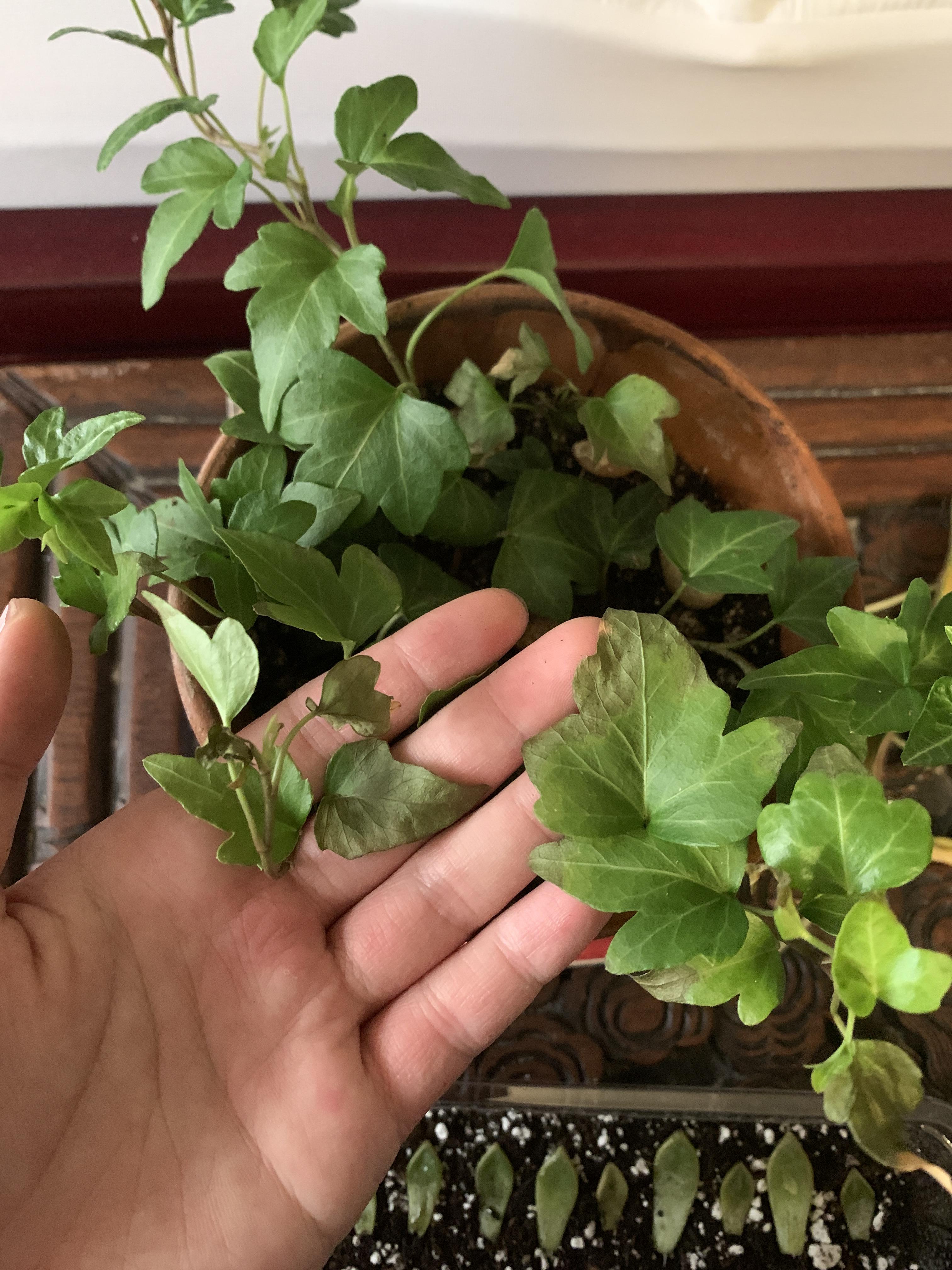 My English ivy is getting these soggy brown spots that eventually dry