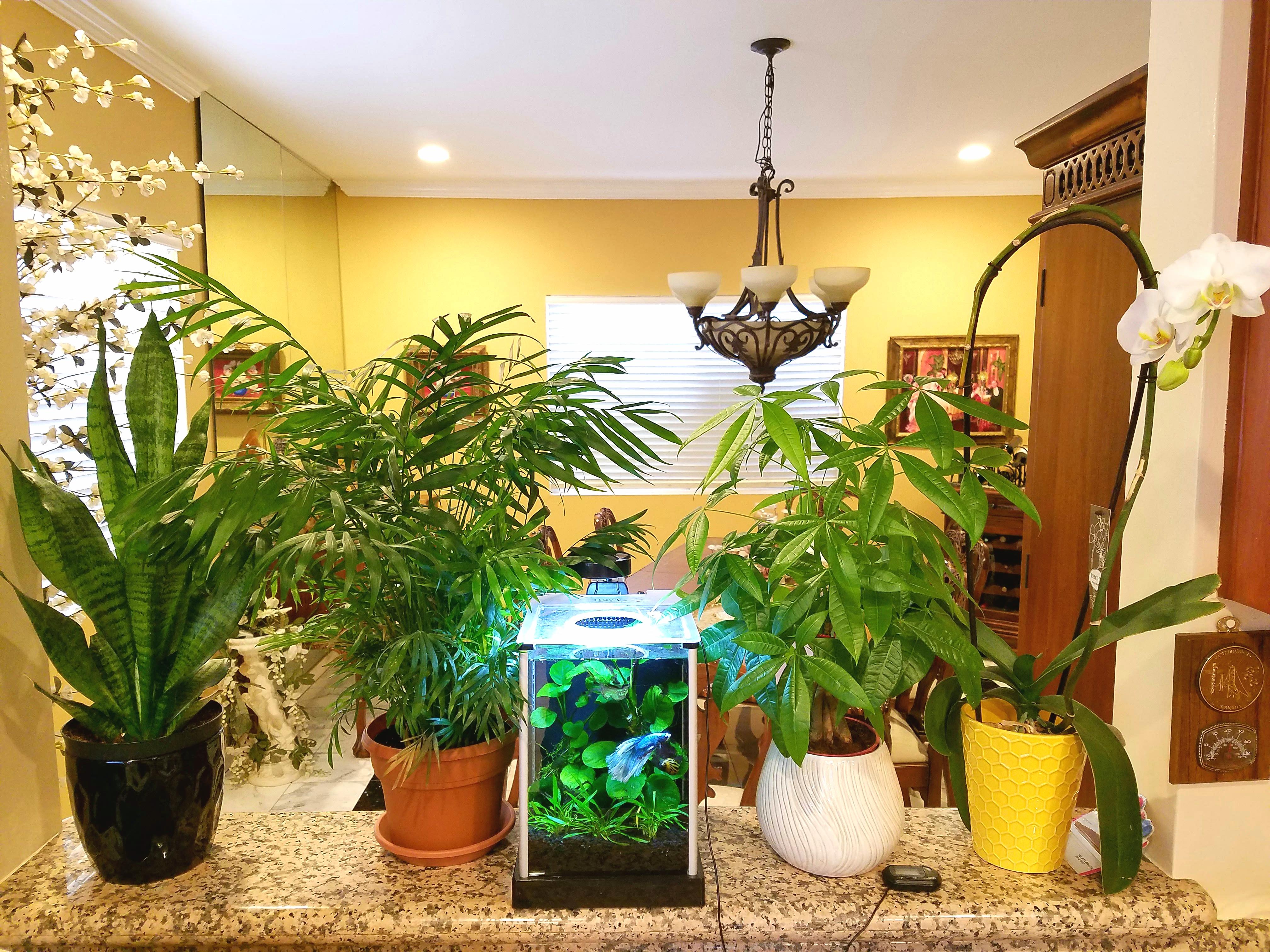 My Kitchen Collection, Featuring My Orchid I Finally Got To Bloom! r