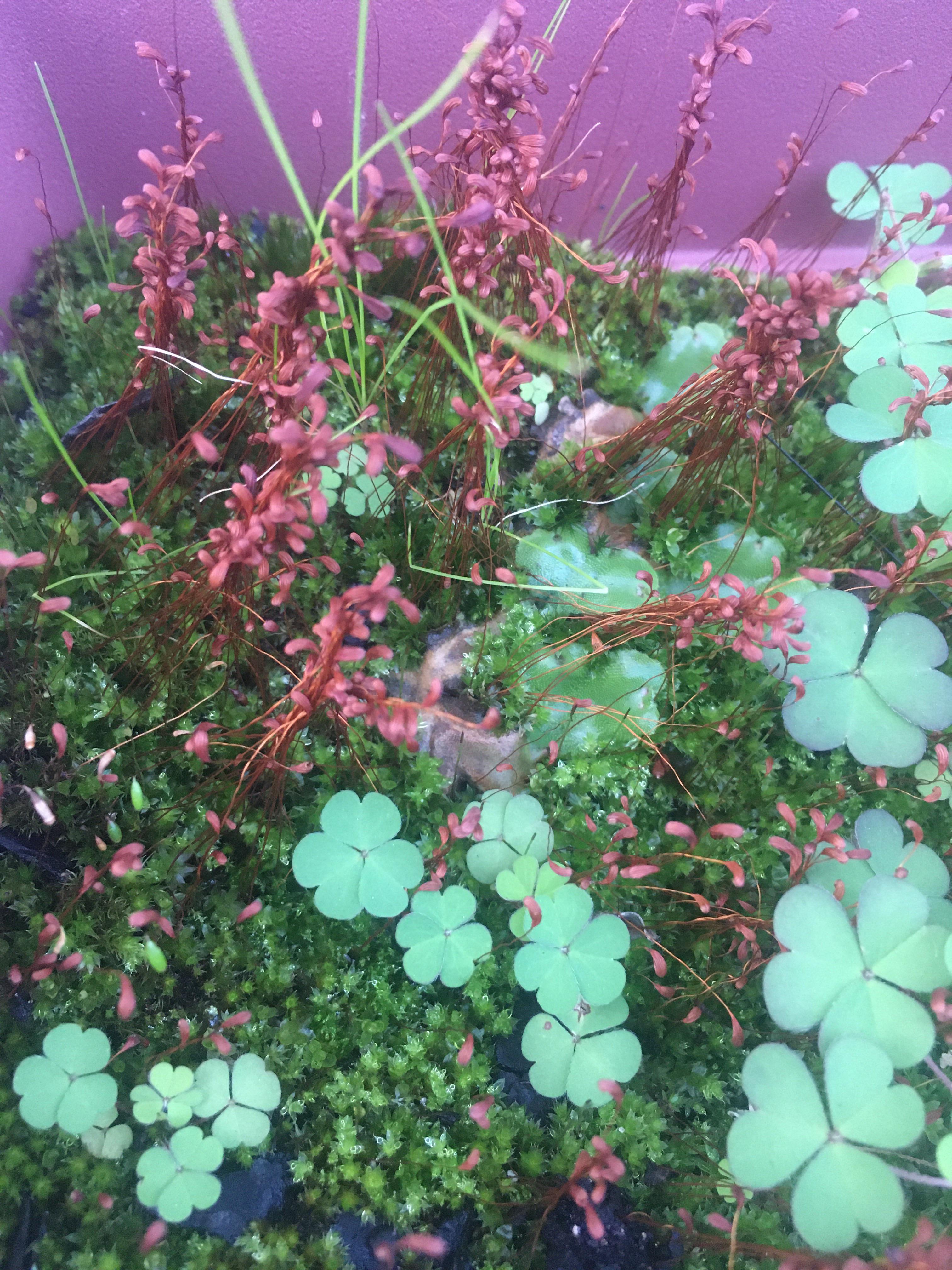 In my yard. r/Mosscore