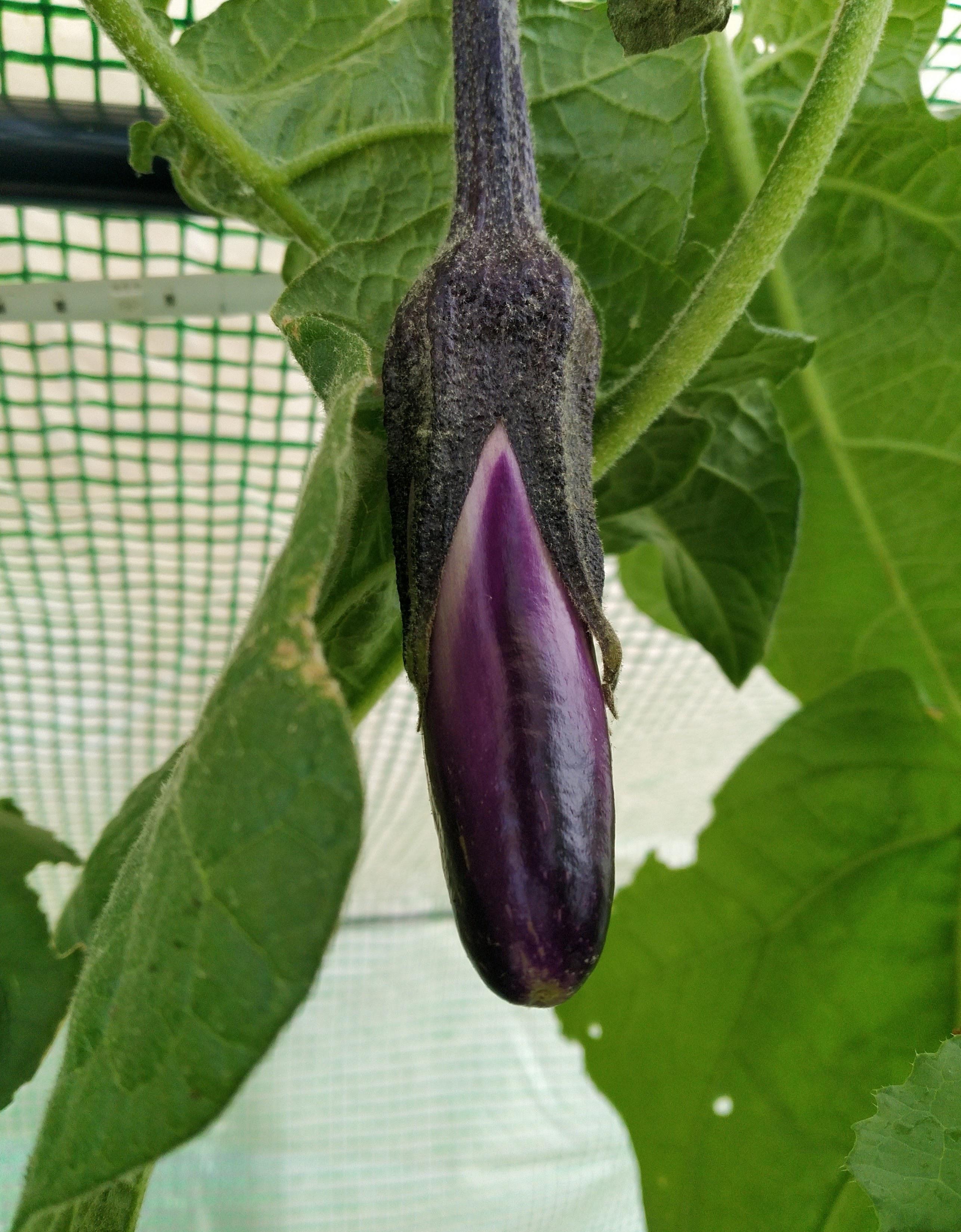 Say hello to my little friend (Eggplant, hydroponic tower, 90 days
