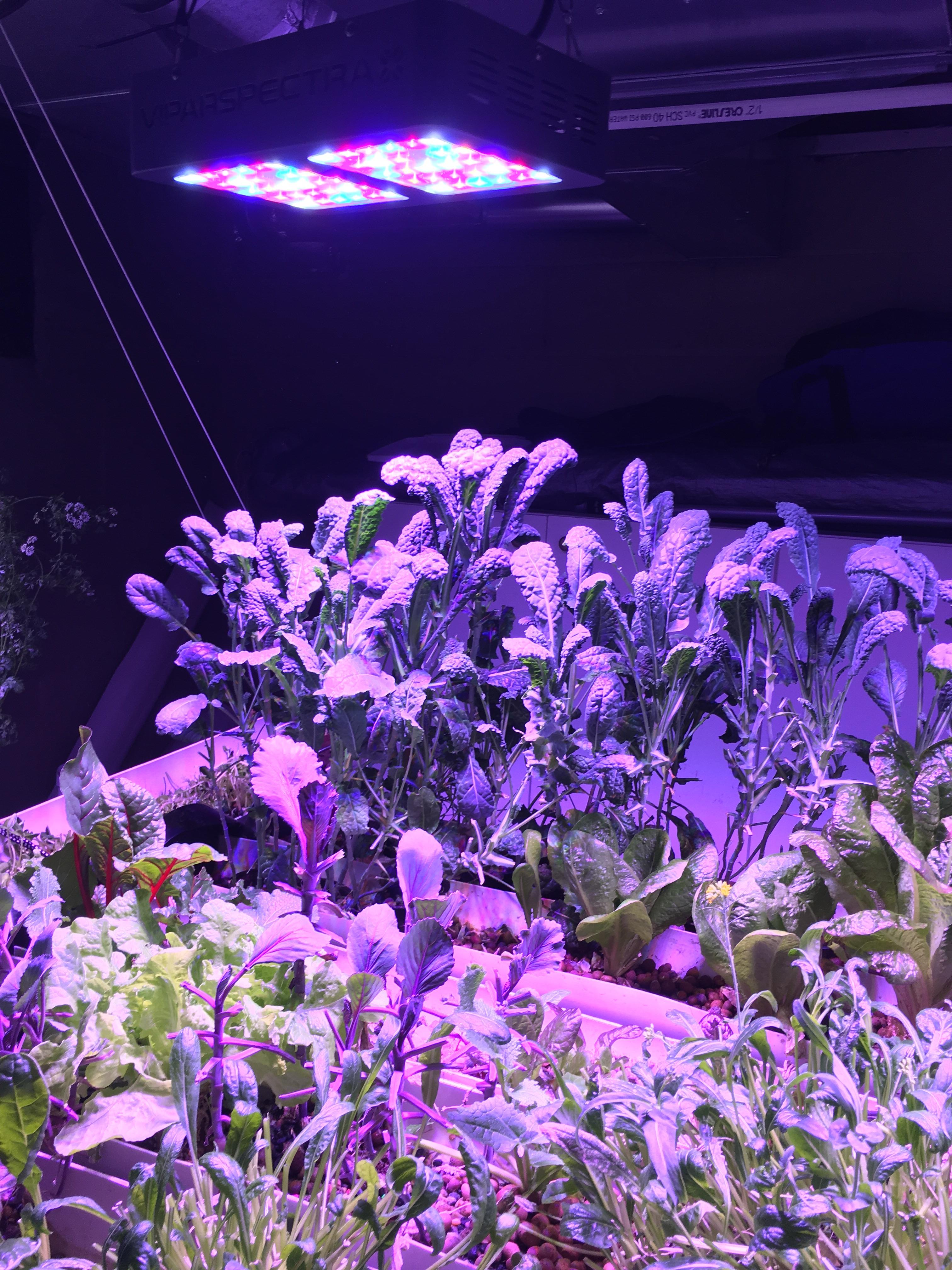 Dinosaur kale... aka brontosaurus kale reaching for the light r