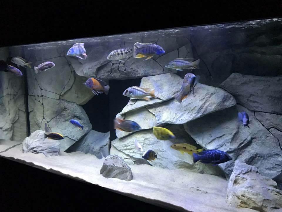 220 Gallon African Cichlid Aquarium Hap Species Custom 3D