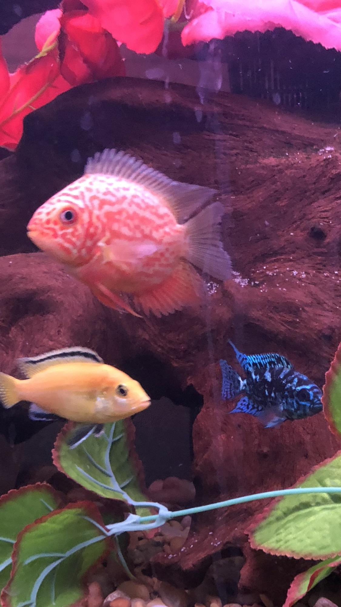 Red Spotted Gold Severum, Yellow Lab, Electric Blue Jack Dempsey