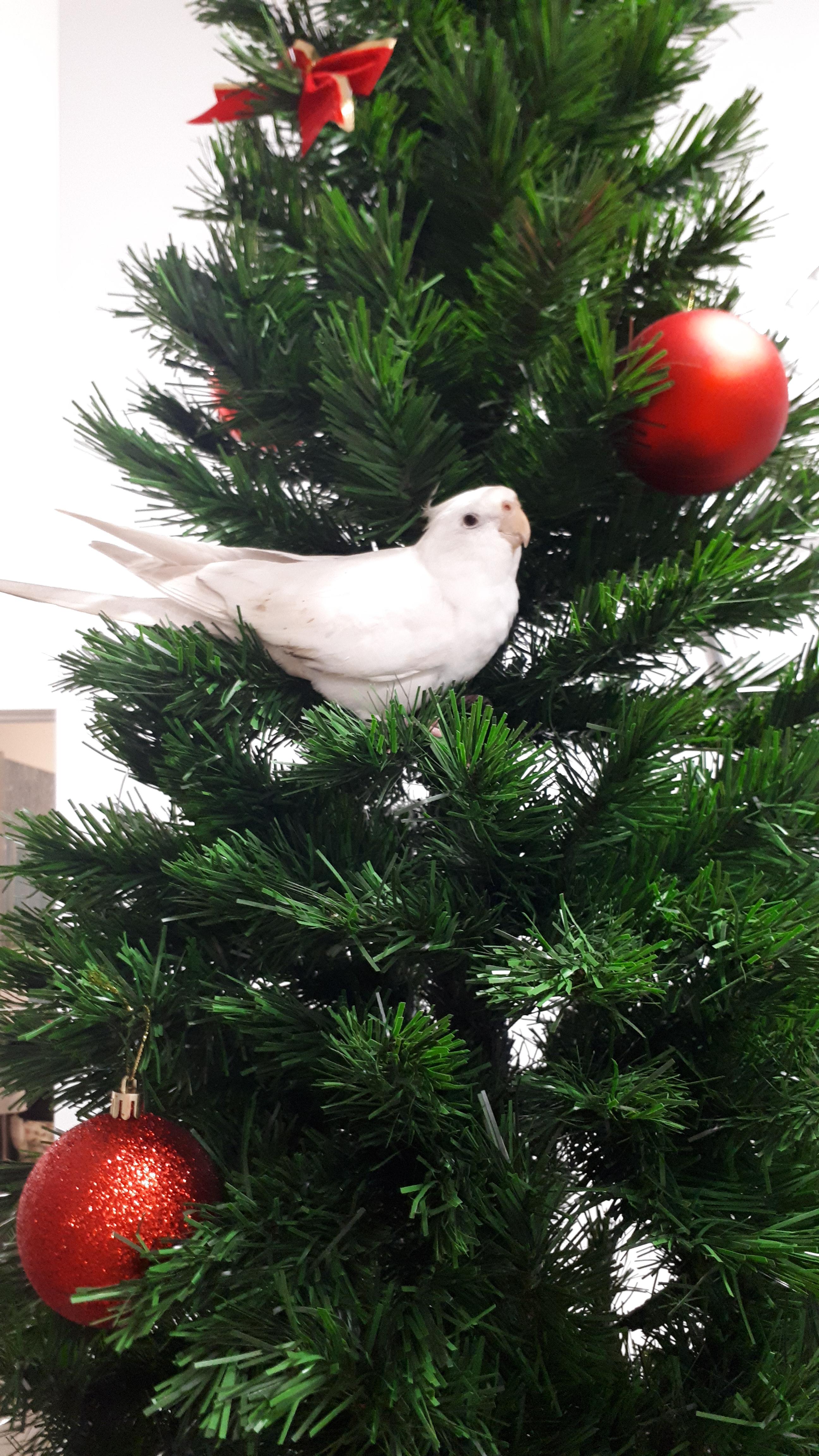 He really likes this tree r/cockatiel