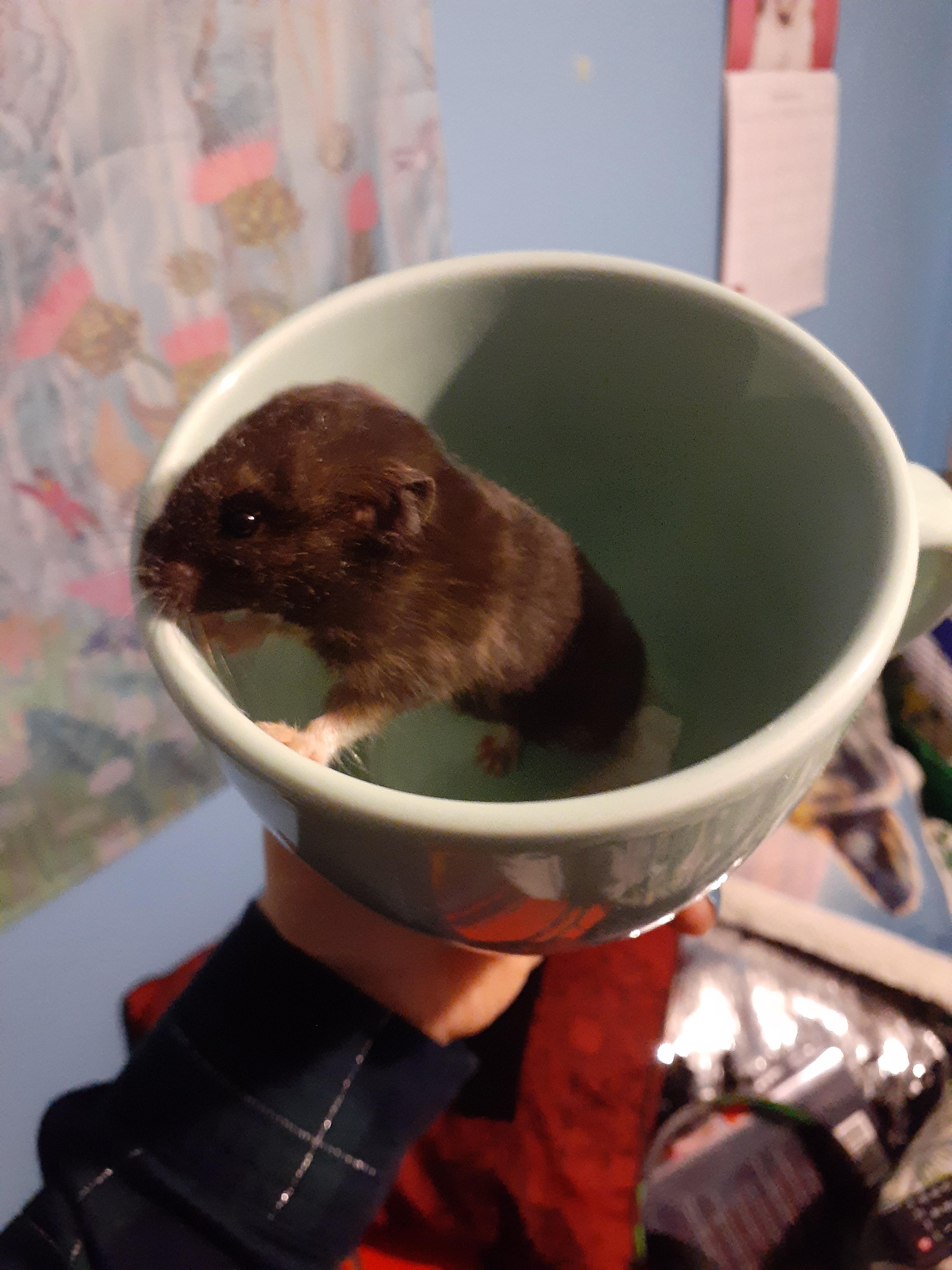 Umm okay. "Male teddy bear hamster, 1 month old" I think. Problem is