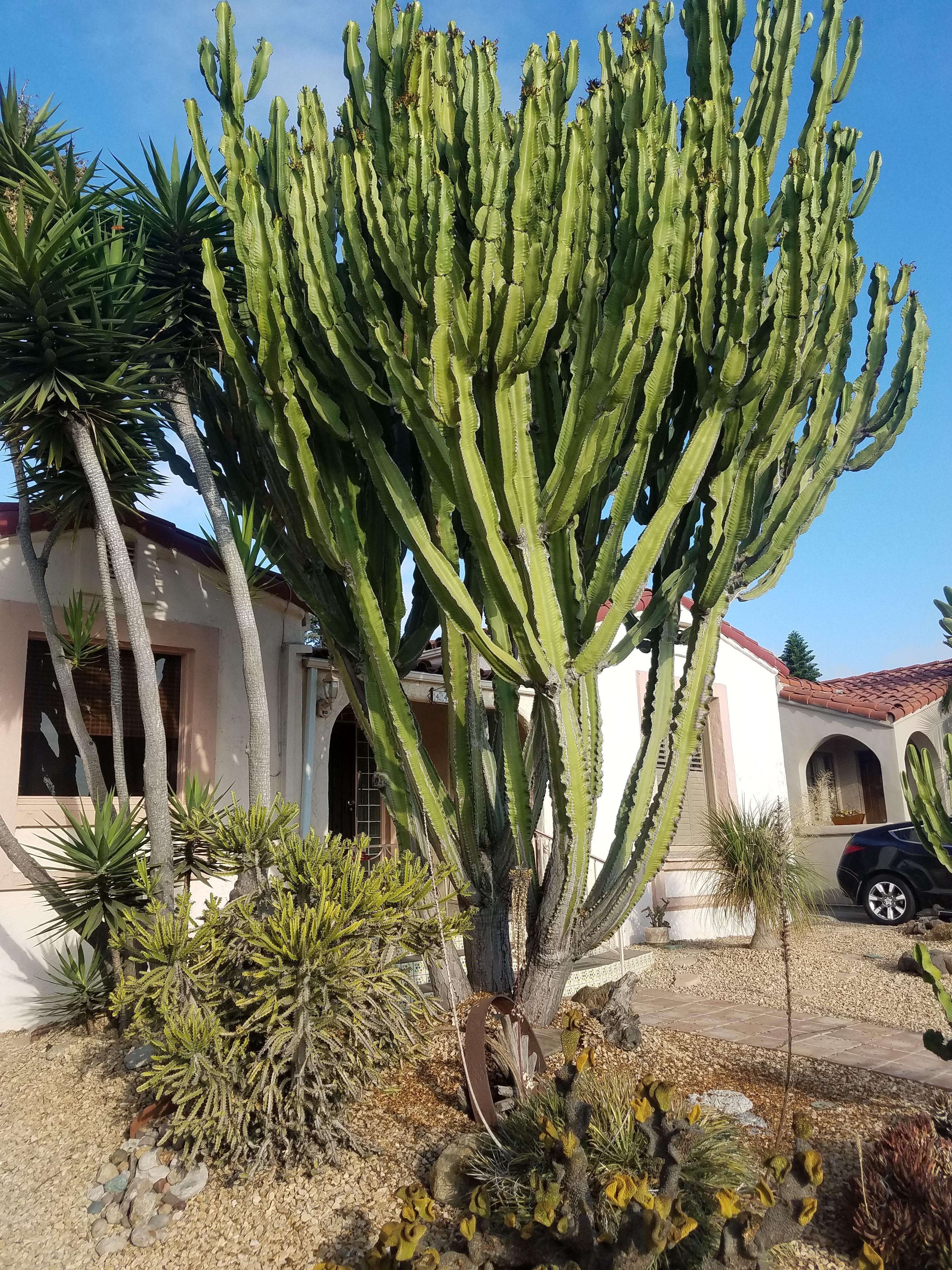 This huge cactus in San Diego, CA r/cactus