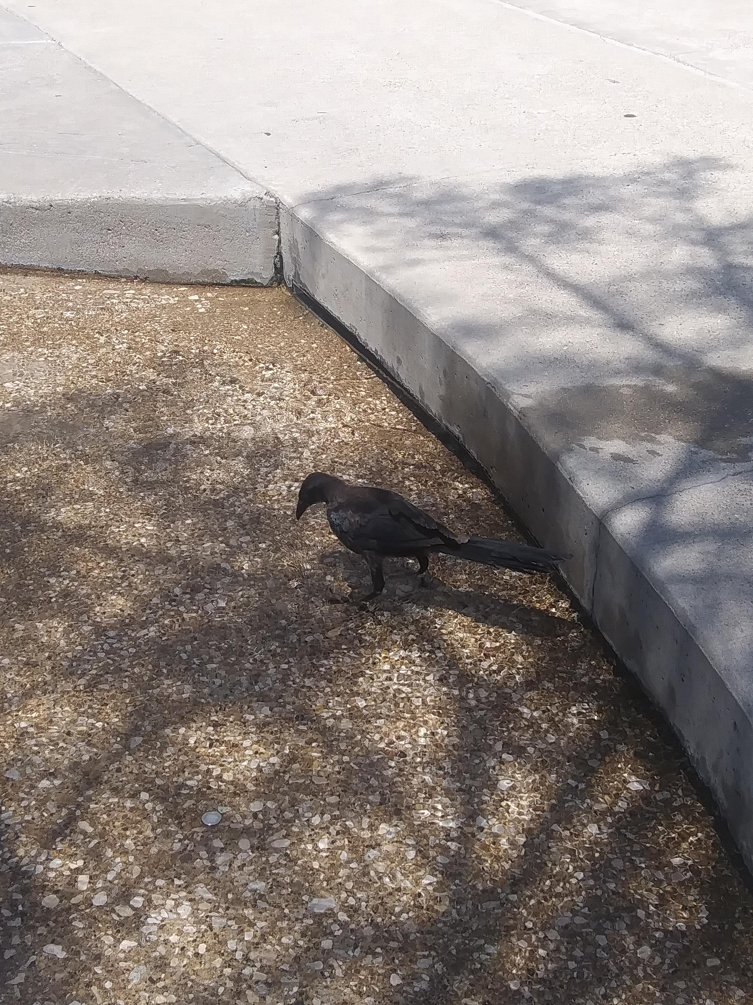 Found this Bird in Dallas, what is this Bird? r/whatsthisbird